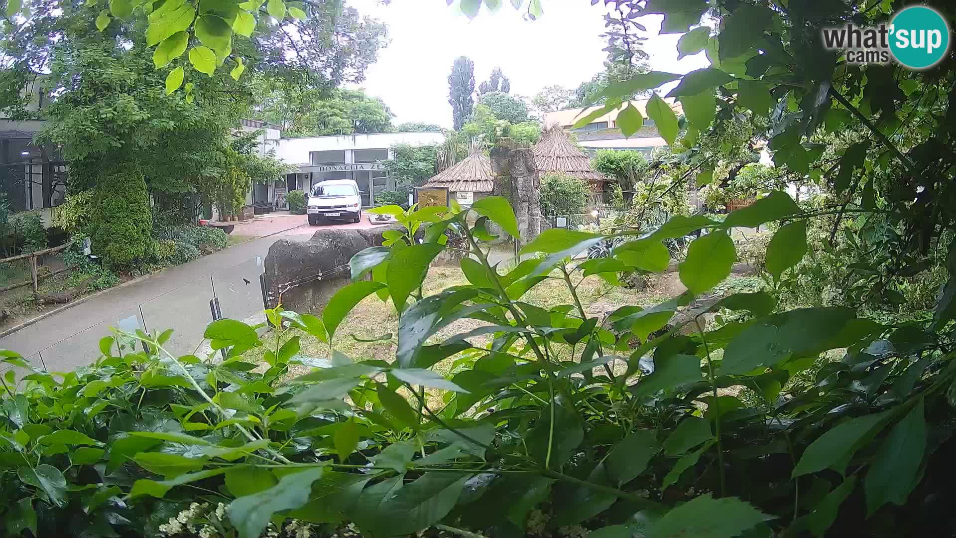 Zoo Zagreb – Surikate