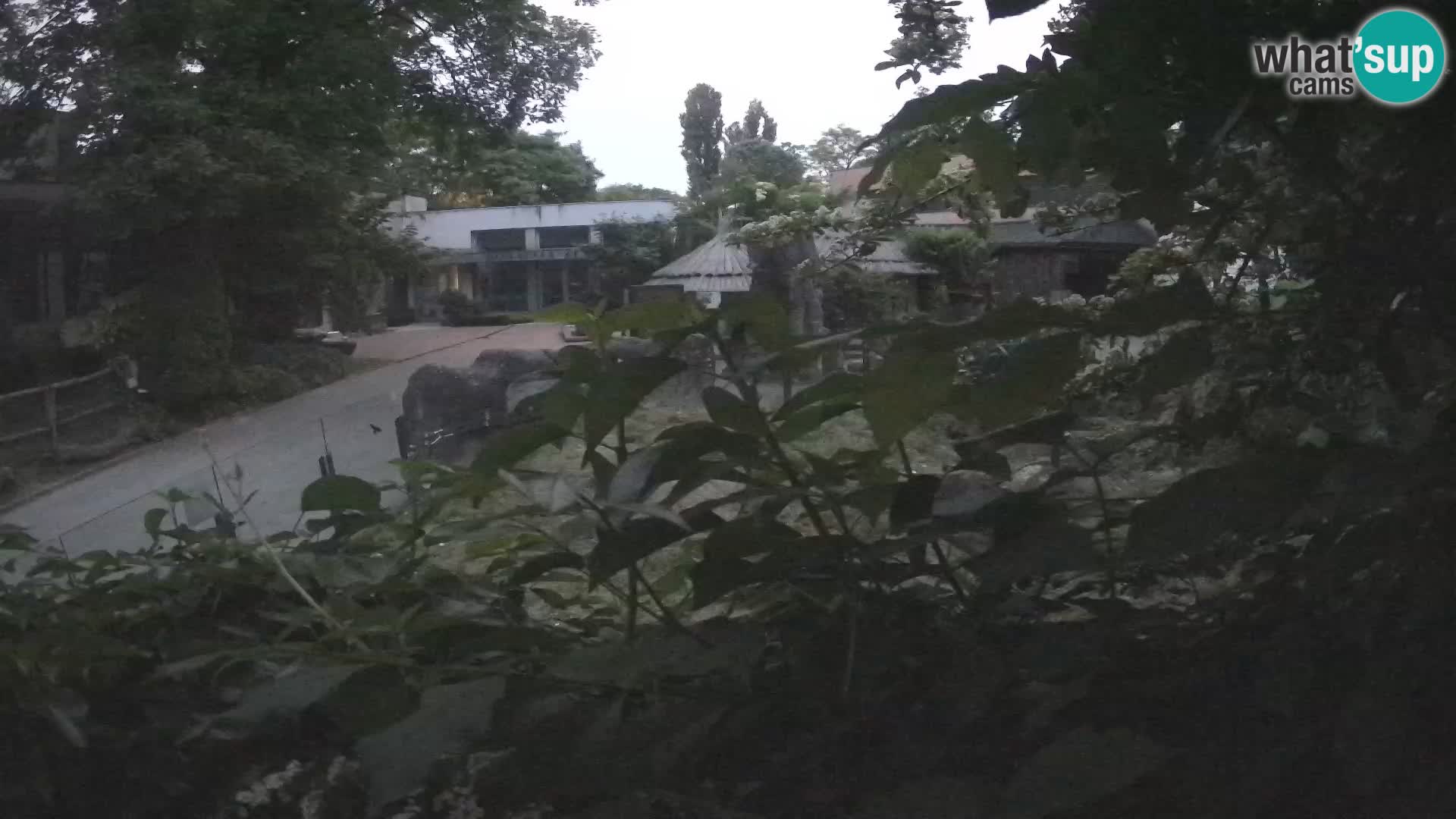Zoo Zagreb – Surikate