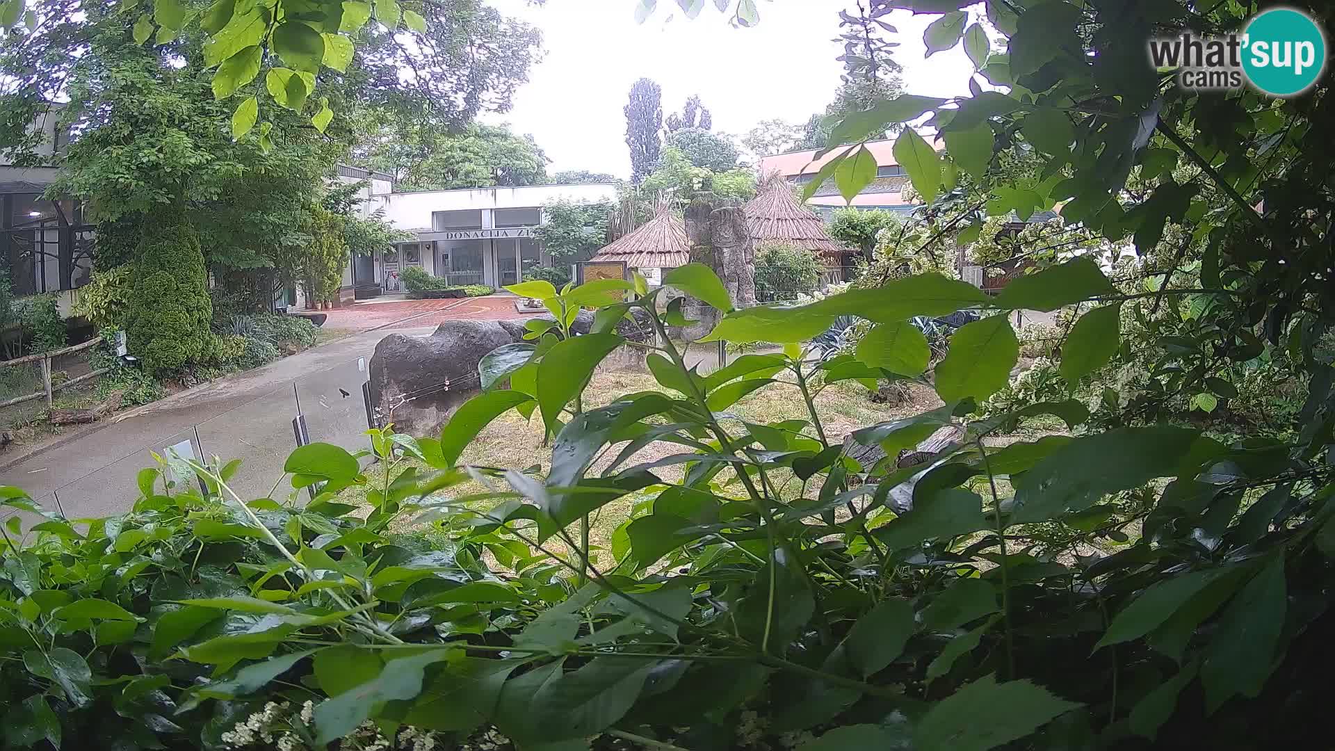 Zoo Zagreb – Merkat