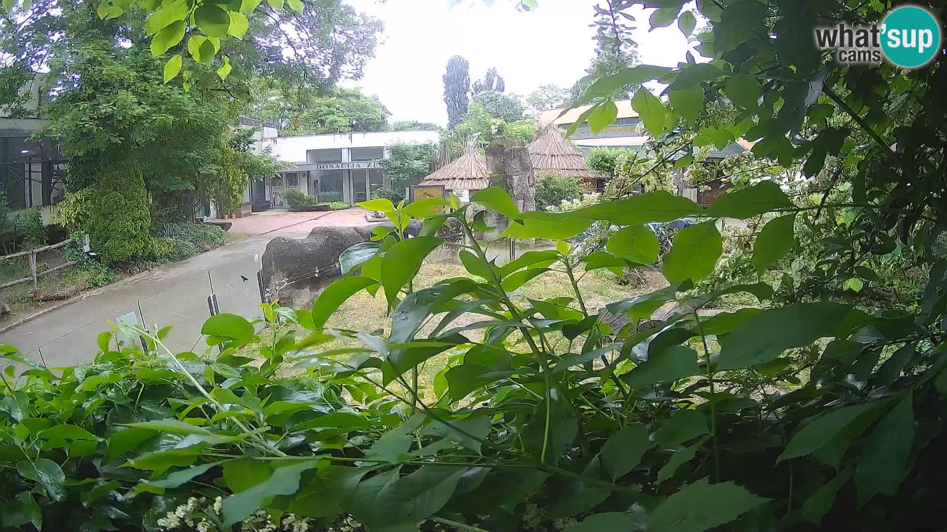 Zoo Zagreb – Erdmännchen