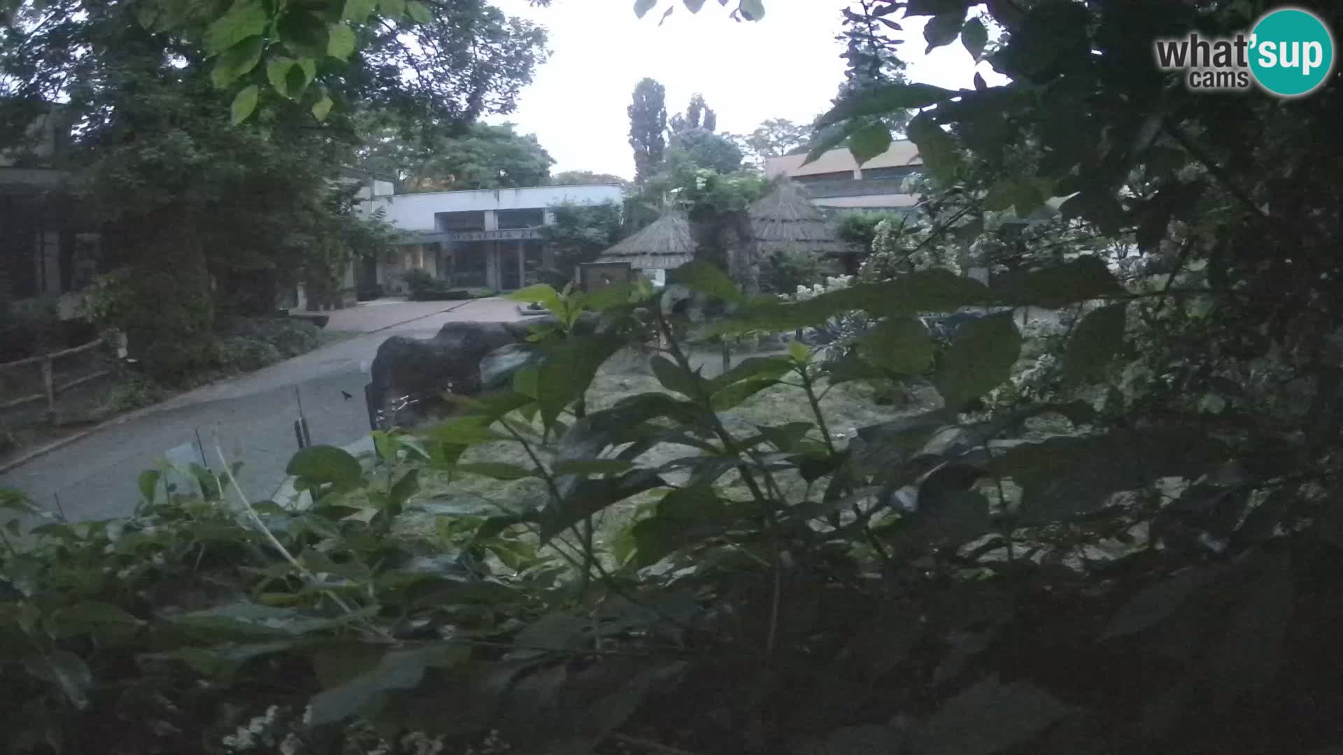 Zoo Zagreb – Erdmännchen