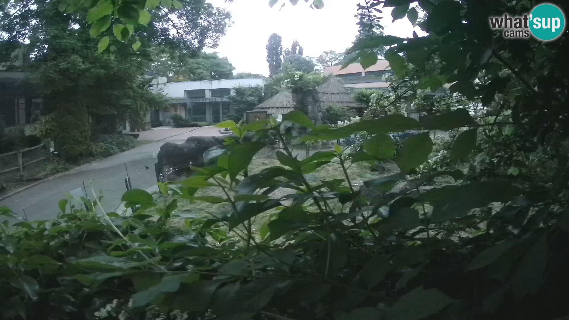 Zoo Zagreb – Surikate