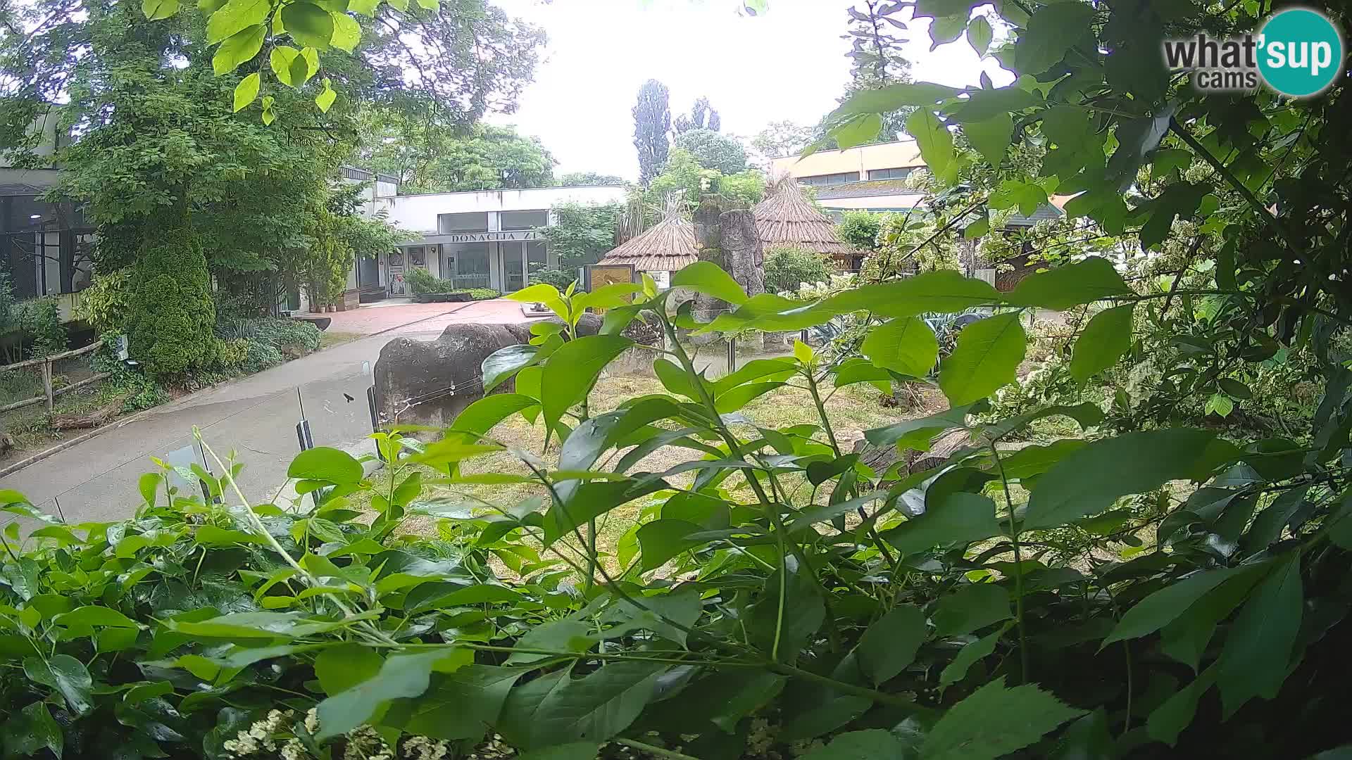 Zoo Zagreb – Surikate