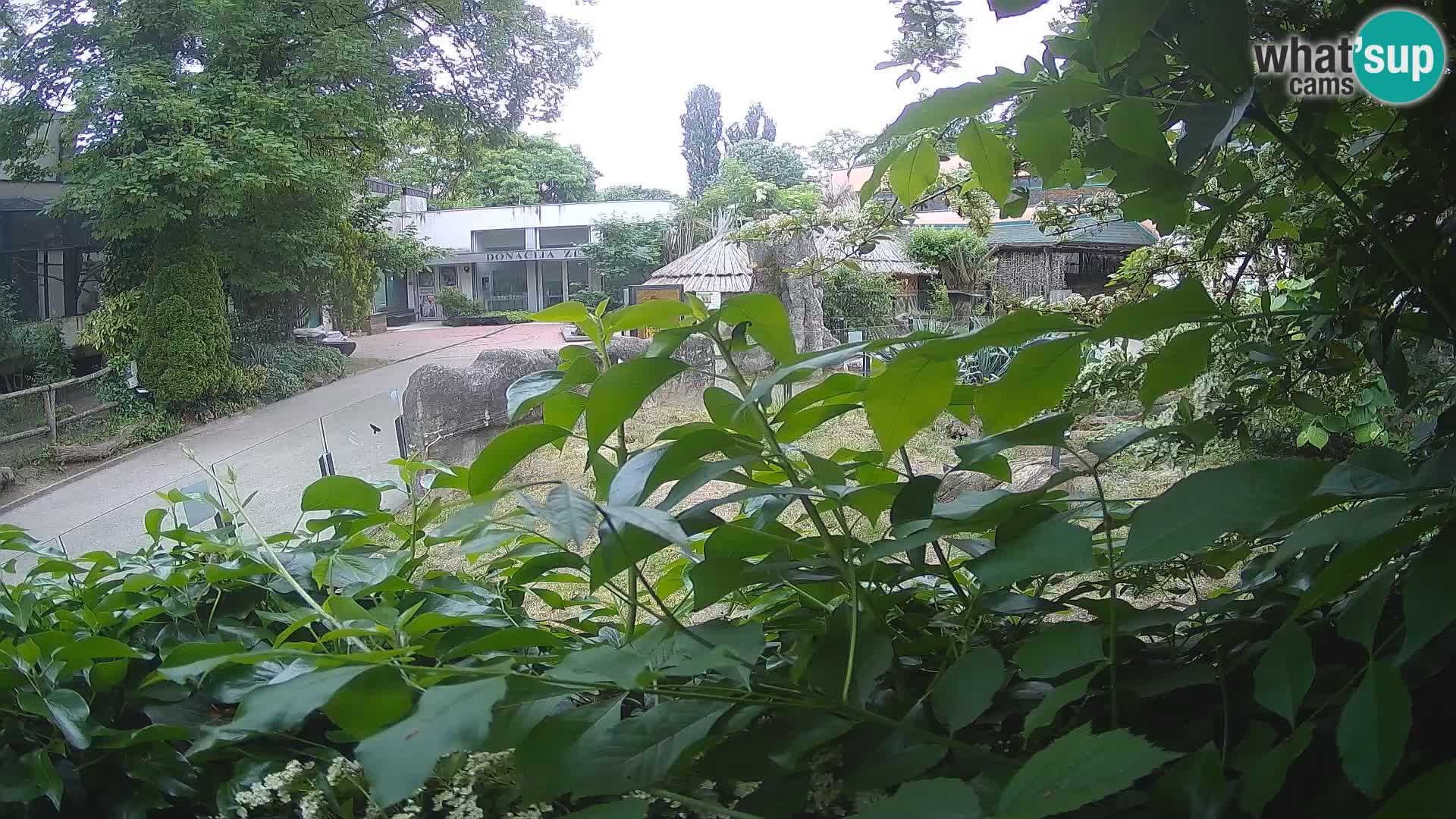 Zoo Zagreb – Erdmännchen