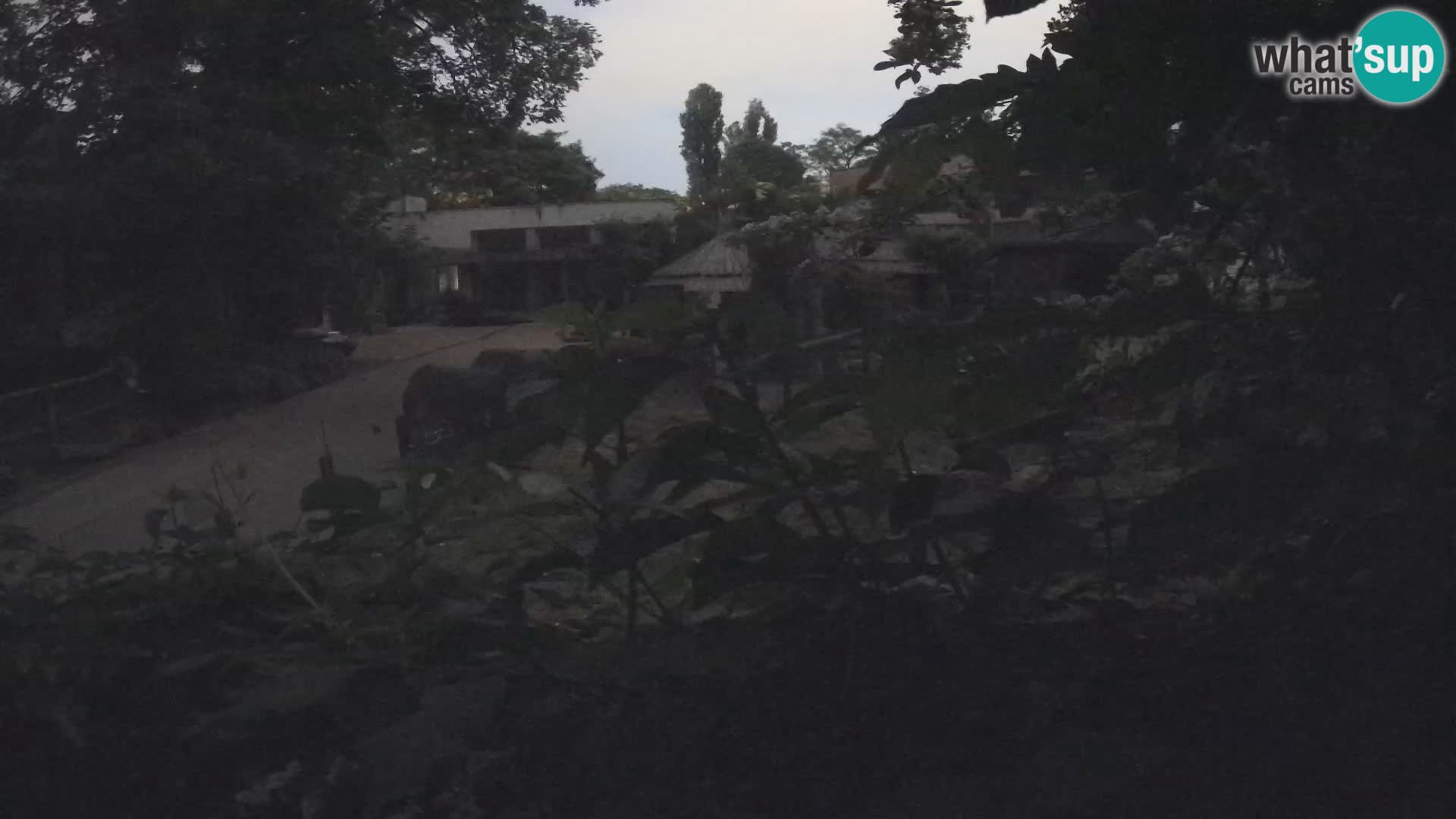 Zoo Zagreb – Surikate