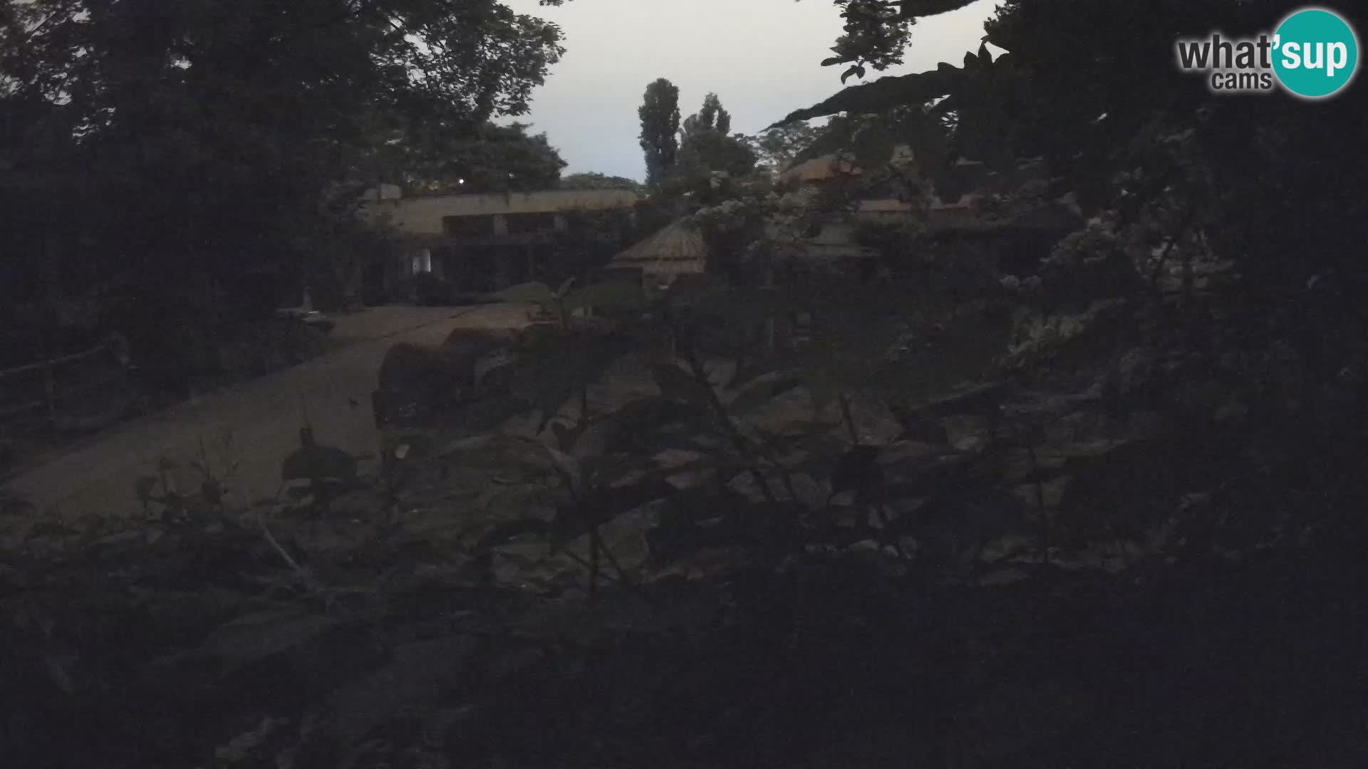 Zoo Zagreb – Surikate