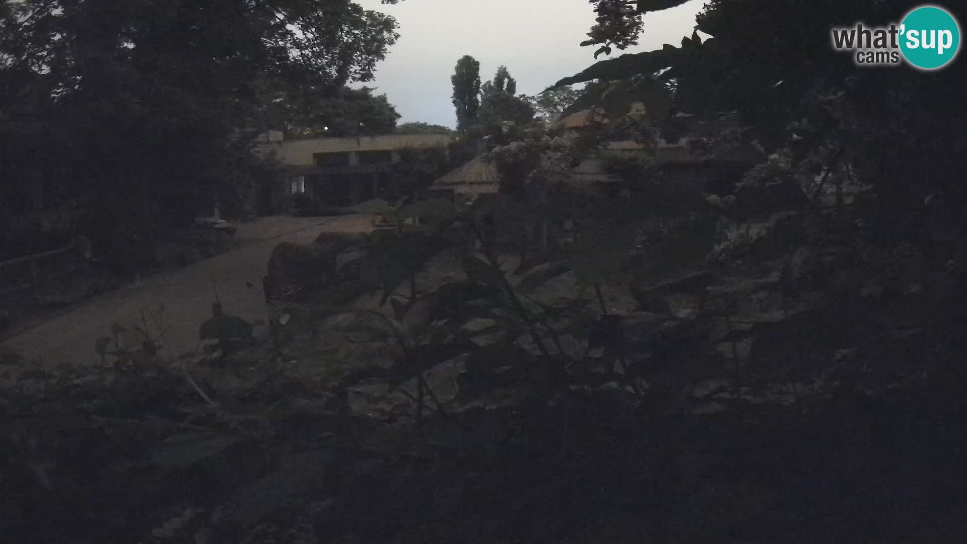 Zoo Zagreb – Surikate