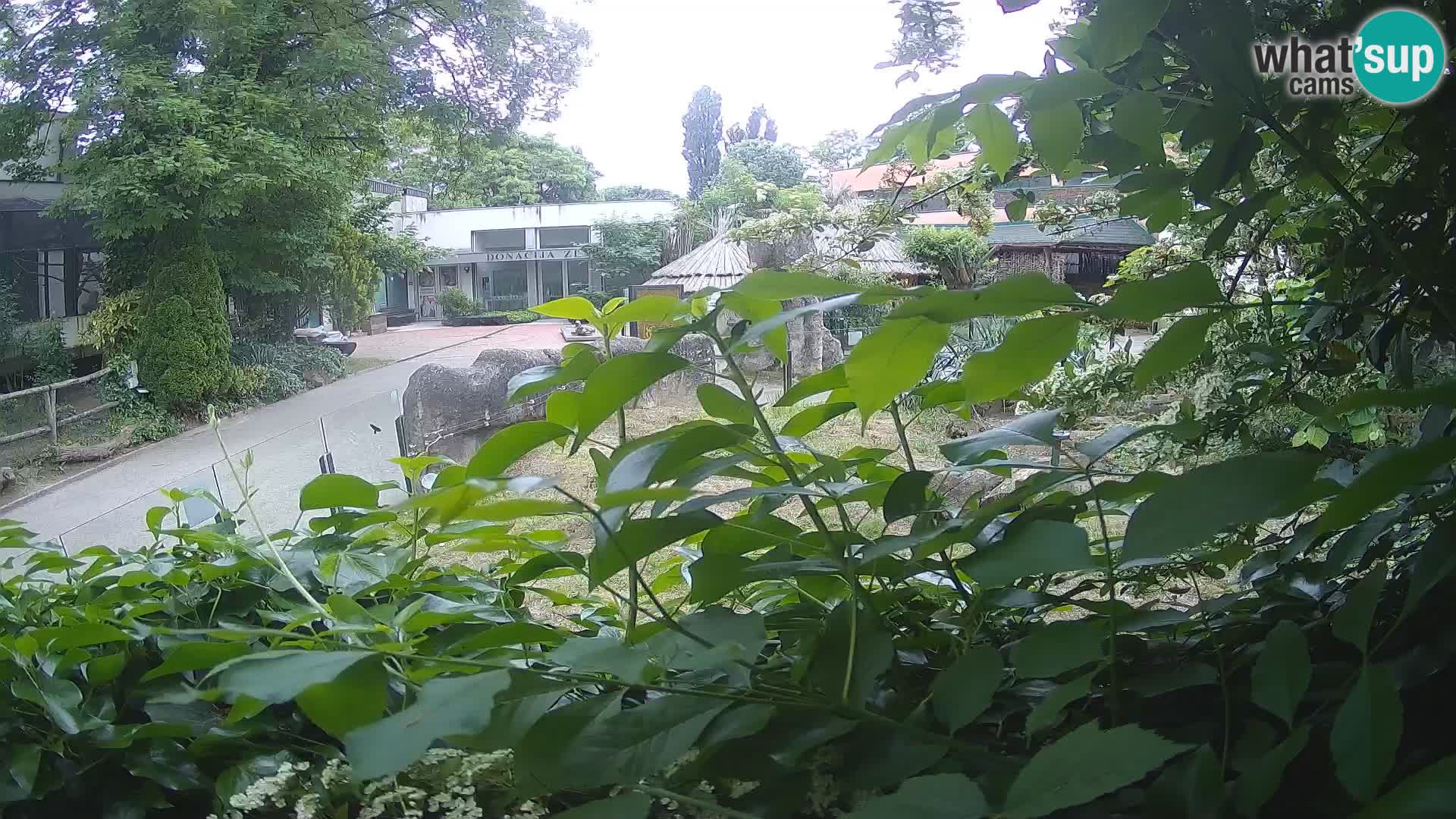 Zoo Zagreb – Suricata