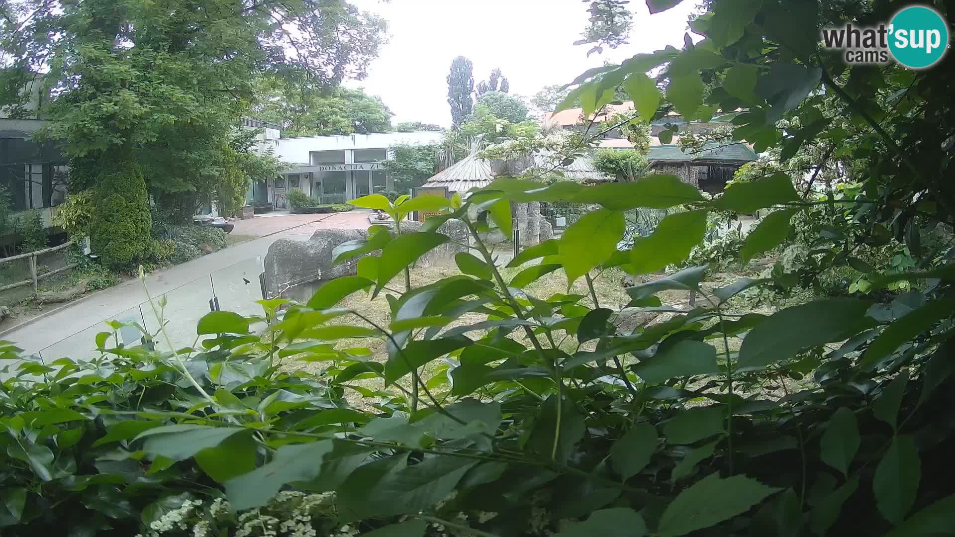Zoo Zagreb – Suricata