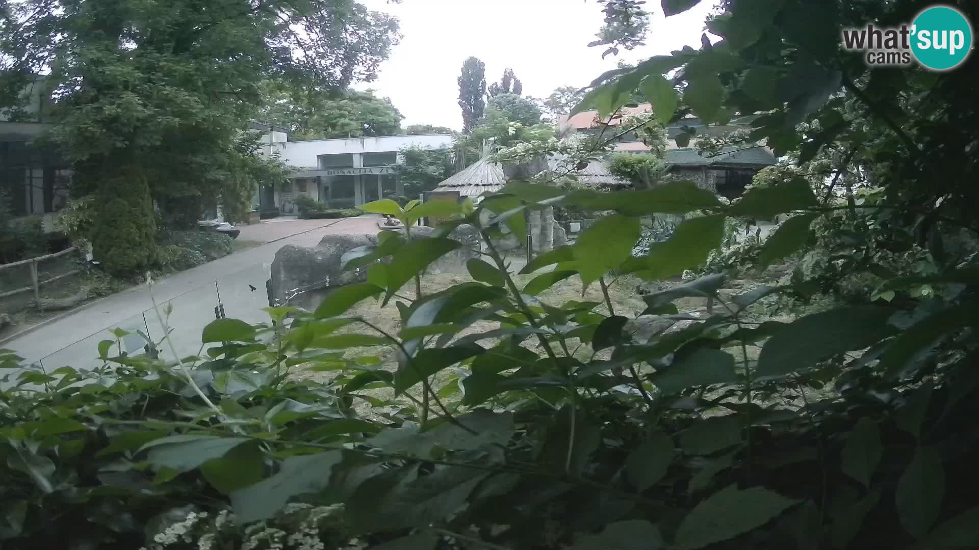 Zoo Zagreb – Merkat