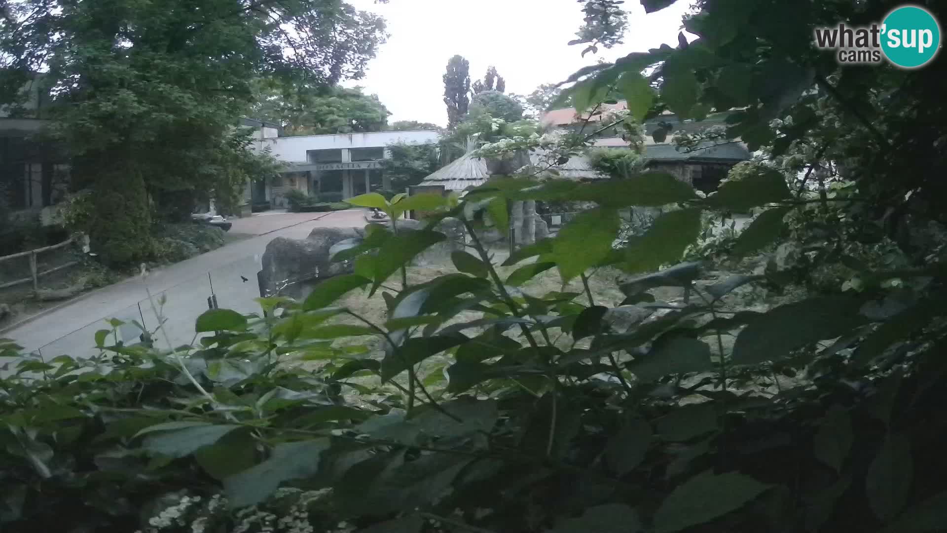 Zoo Zagreb – Erdmännchen