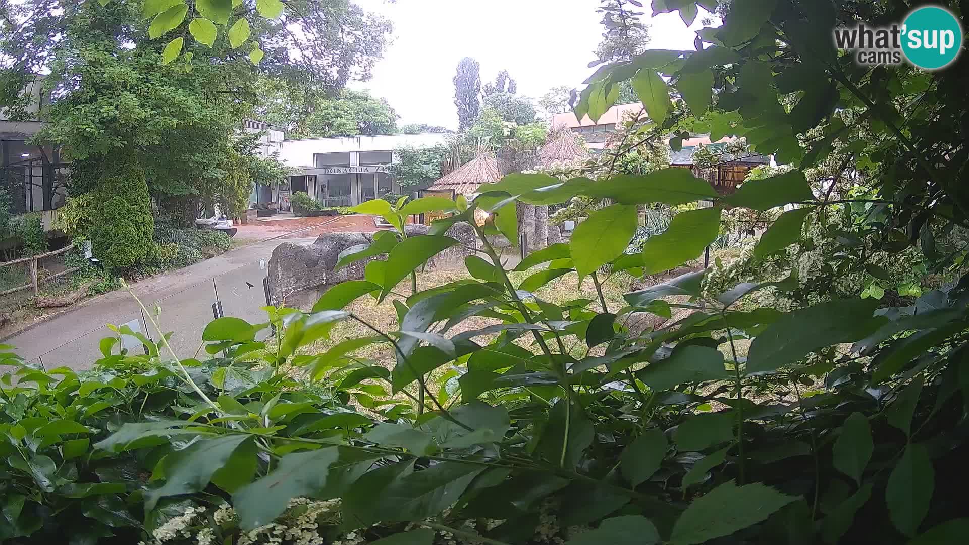 Zoo Zagreb – Merkat
