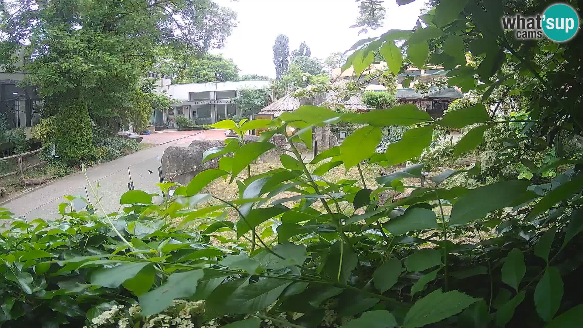 Zoo Zagreb – Surikate