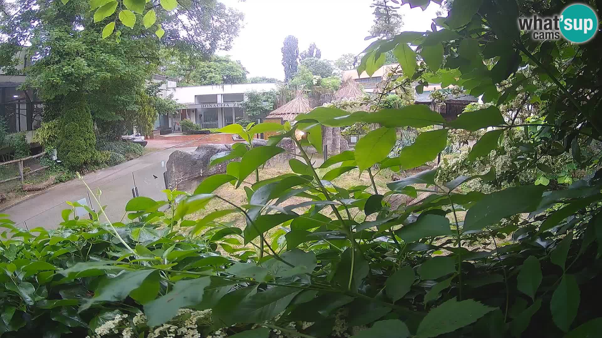 Zoo Zagreb – Merkat