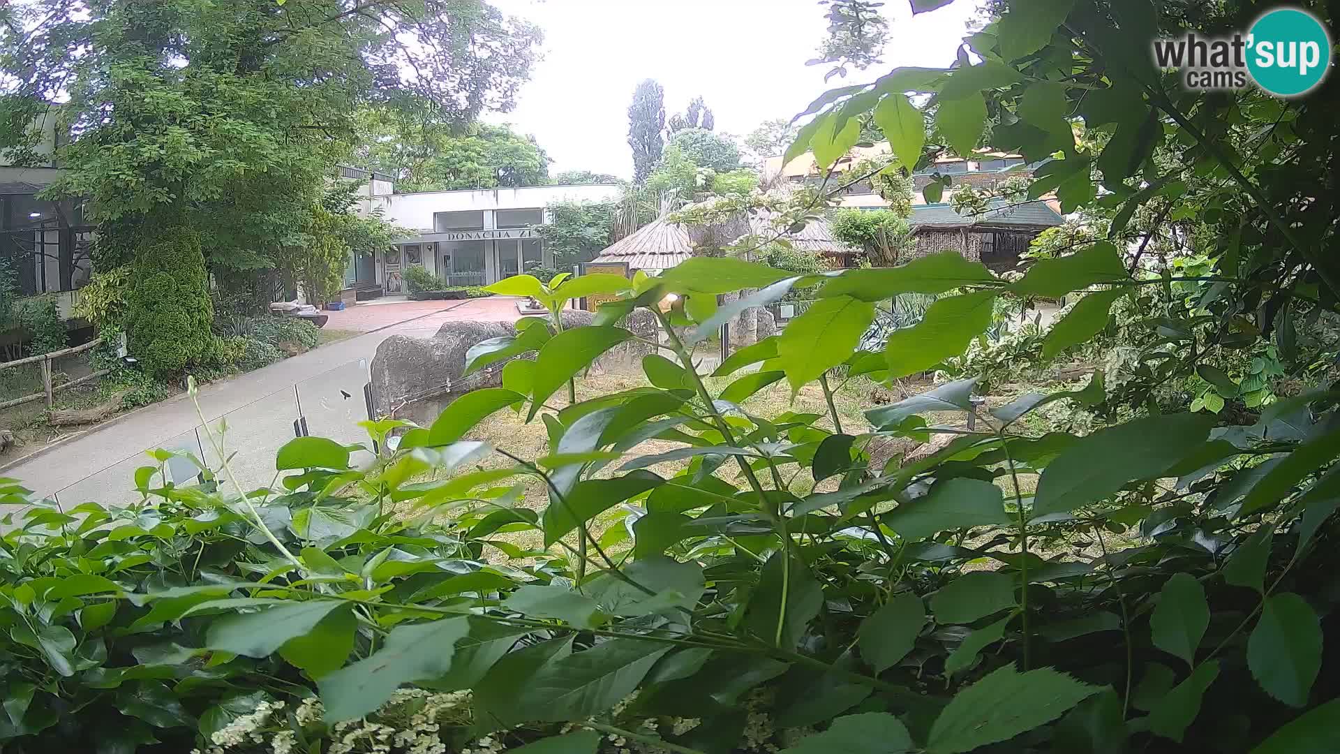 Zoo Zagreb – Suricata