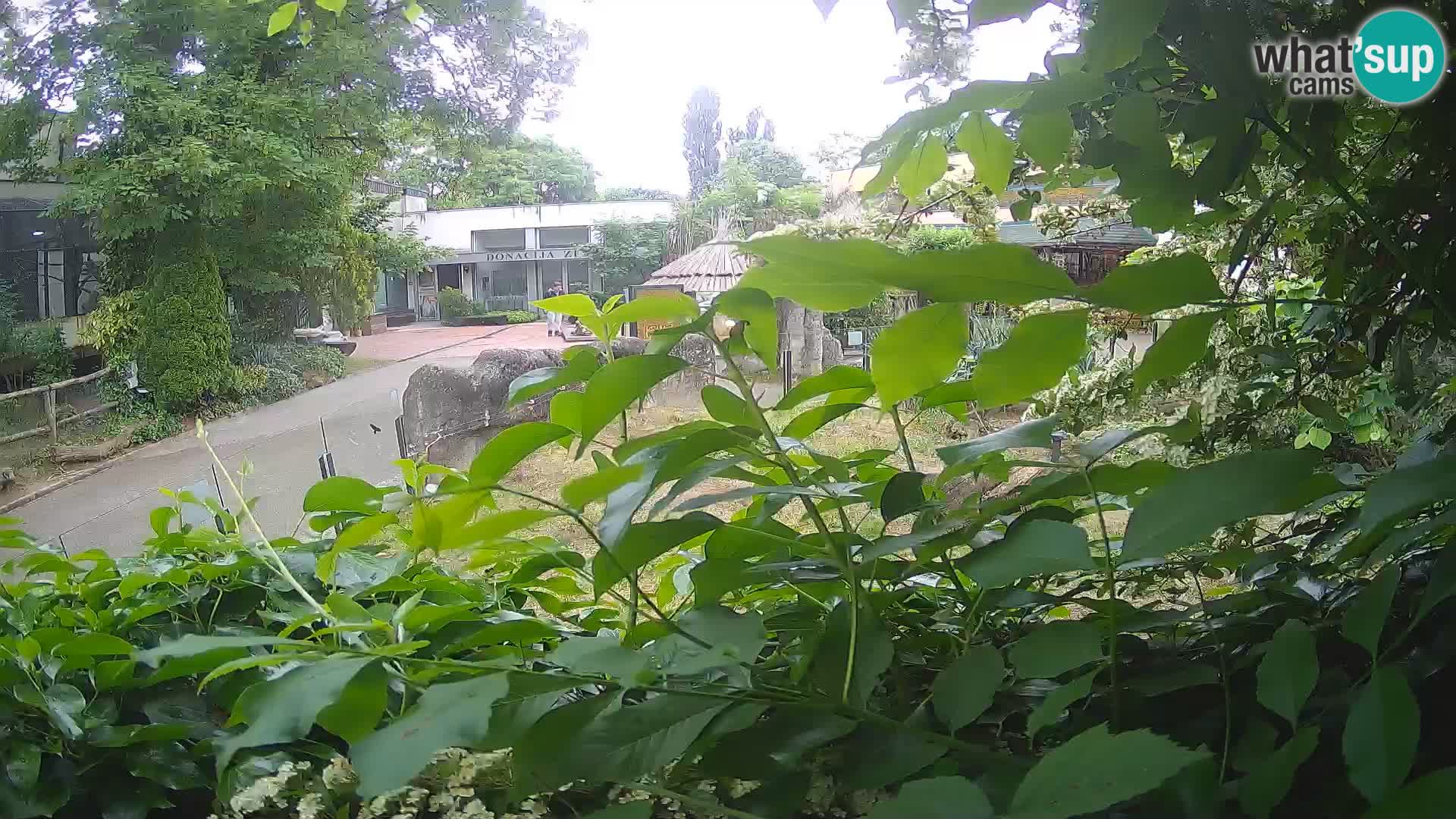 Zoo Zagreb – Erdmännchen
