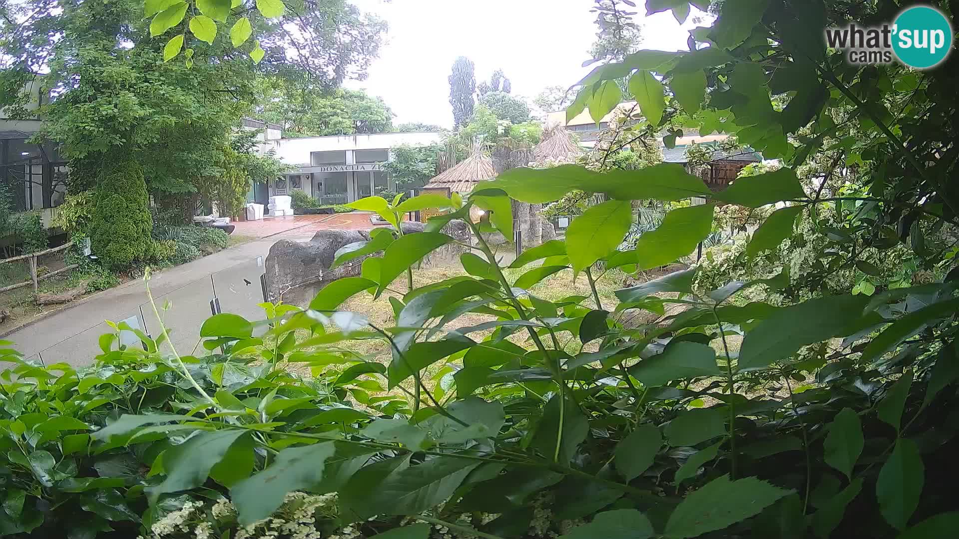 Zoo Zagreb – Surikate