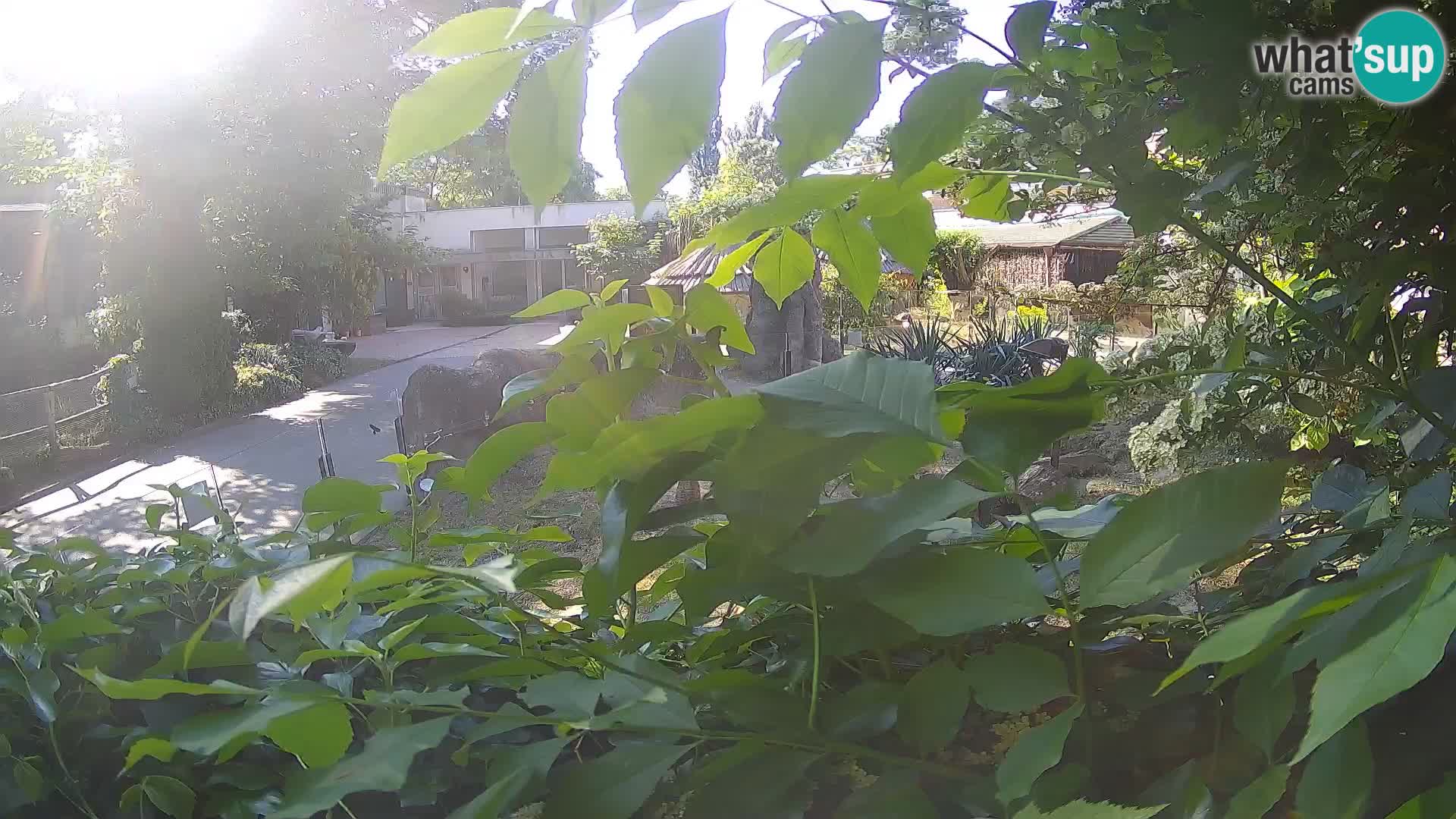 Zoo Zagreb – Erdmännchen