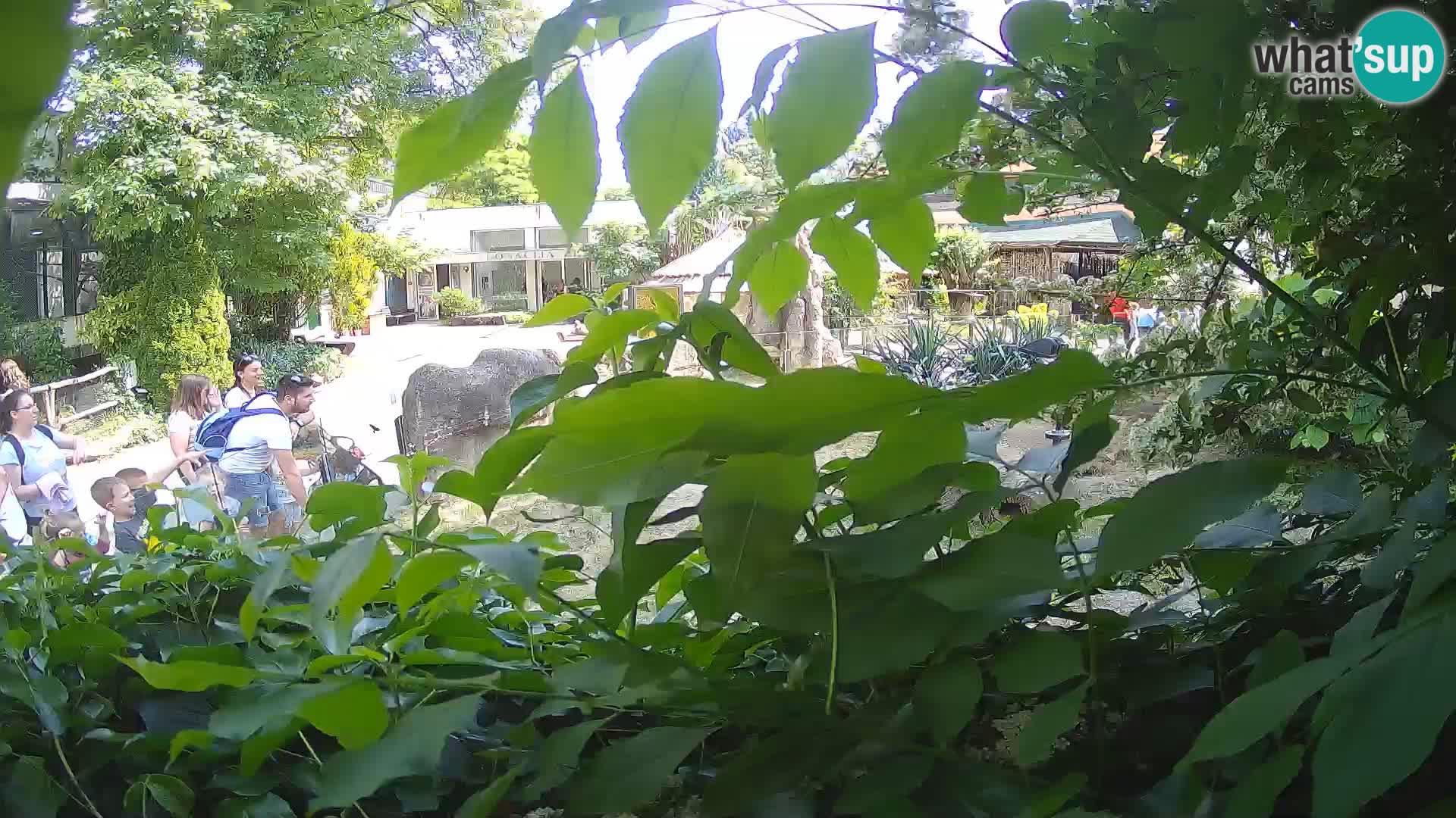 Zoo Zagreb – Meerkat (Suricate)