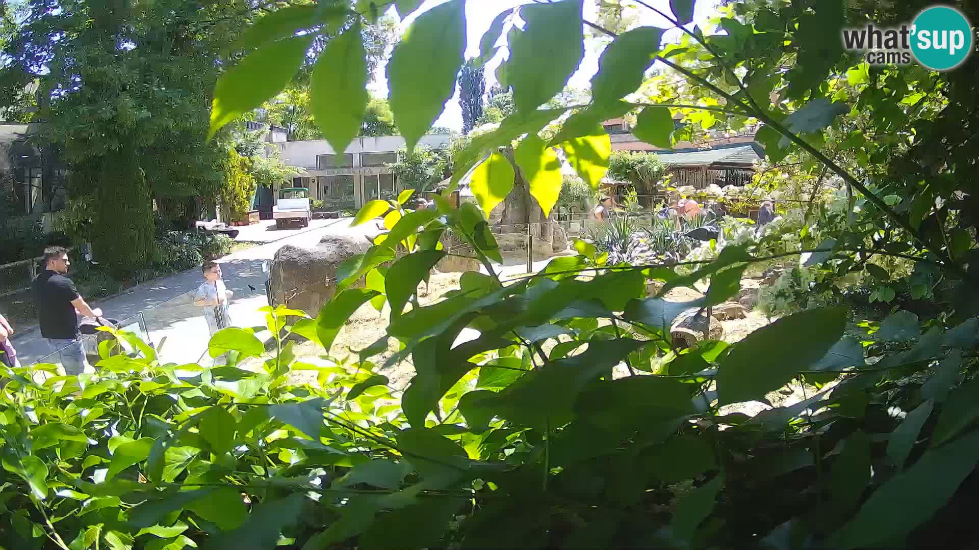 Zoo Zagreb – Surikate