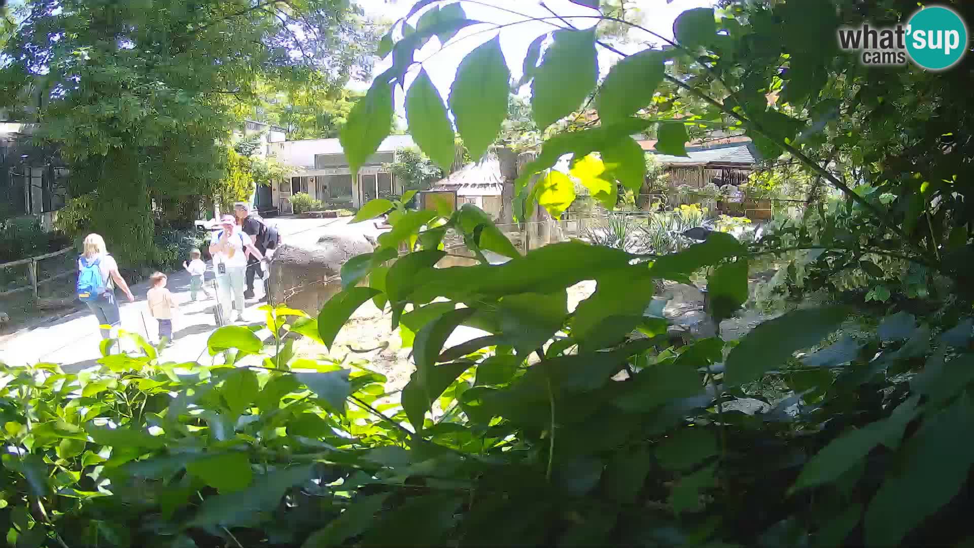 Zoo Zagreb – Surikate