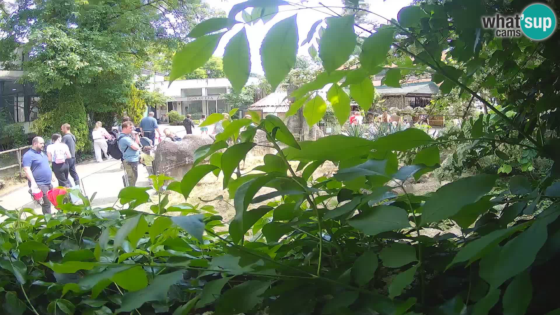 Zoo Zagreb – Surikate
