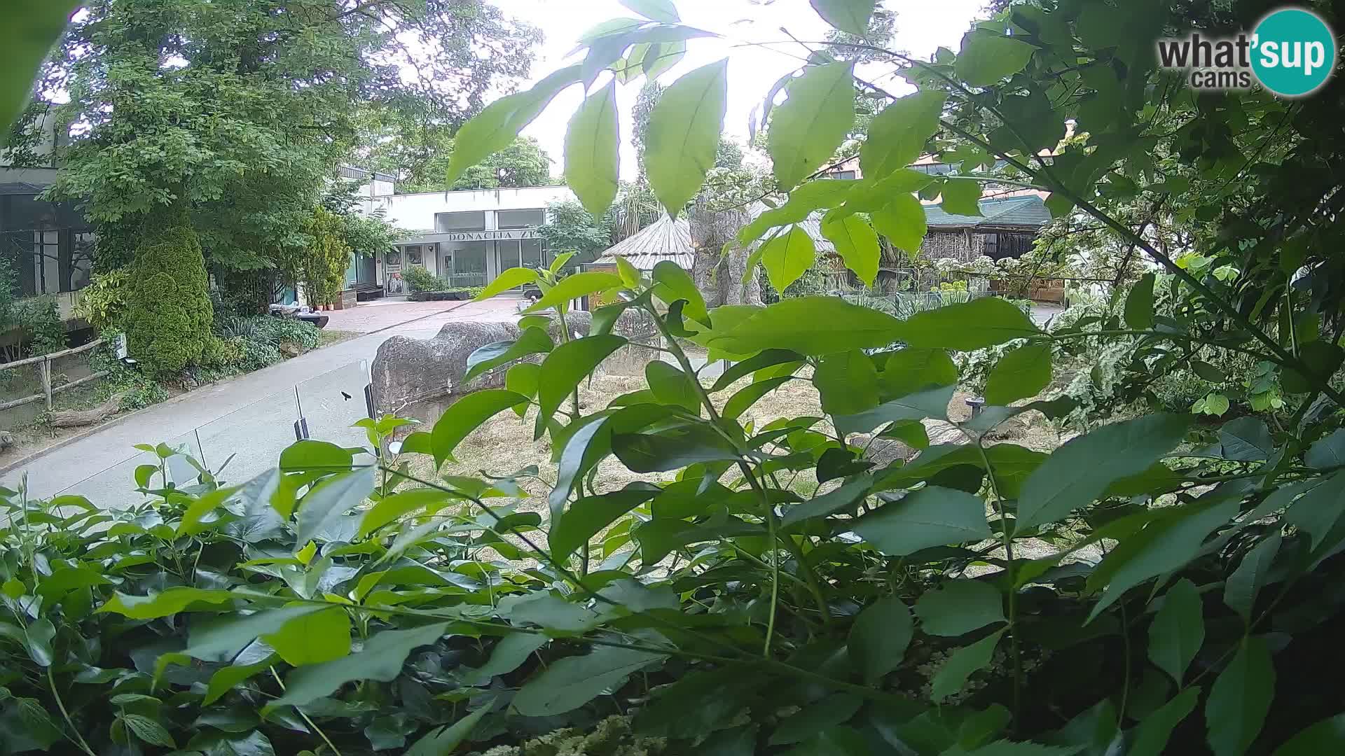 Zoo Zagreb – Erdmännchen