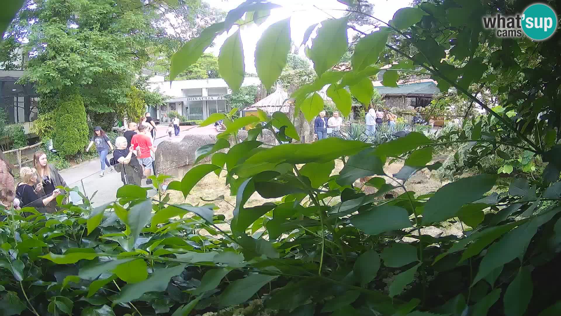 Zoo Zagreb – Suricate