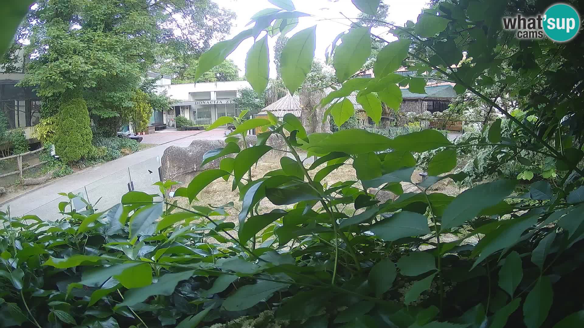 Zoo Zagreb – Erdmännchen