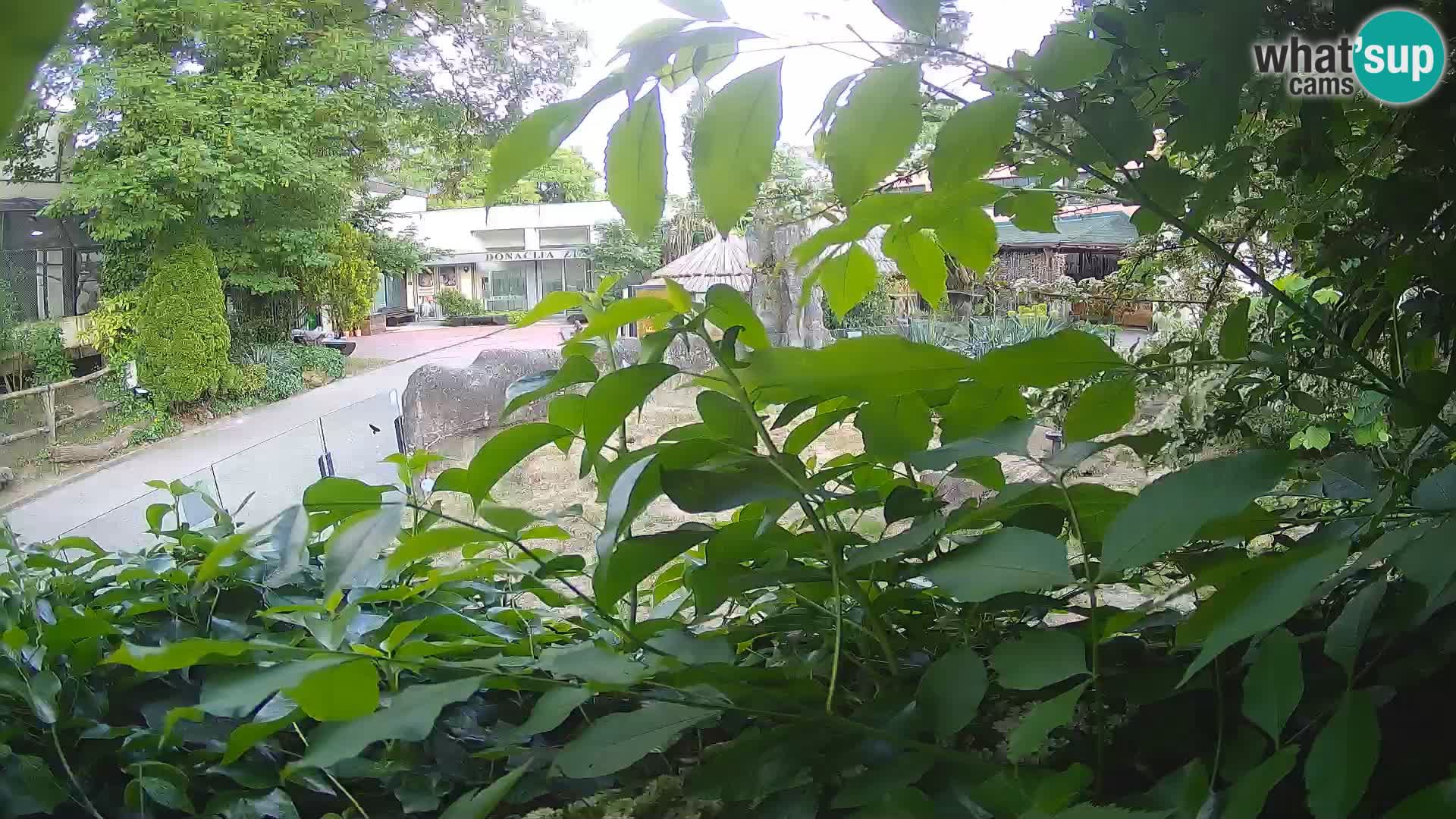 Zoo Zagreb – Surikate