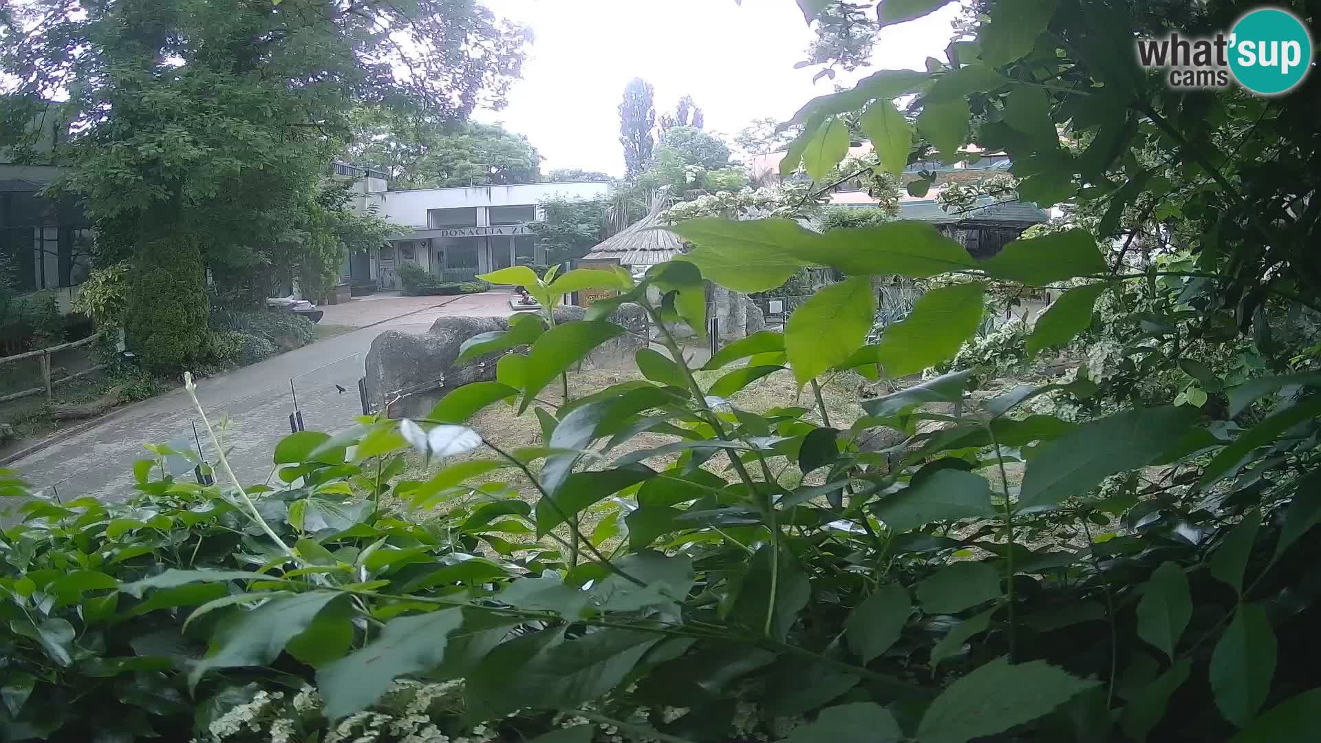 Zoo Zagreb – Merkat