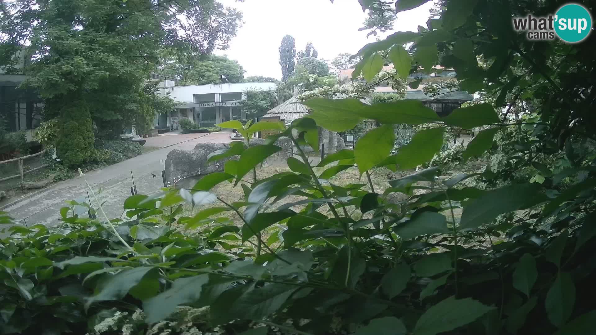 Zoo Zagreb – Surikate