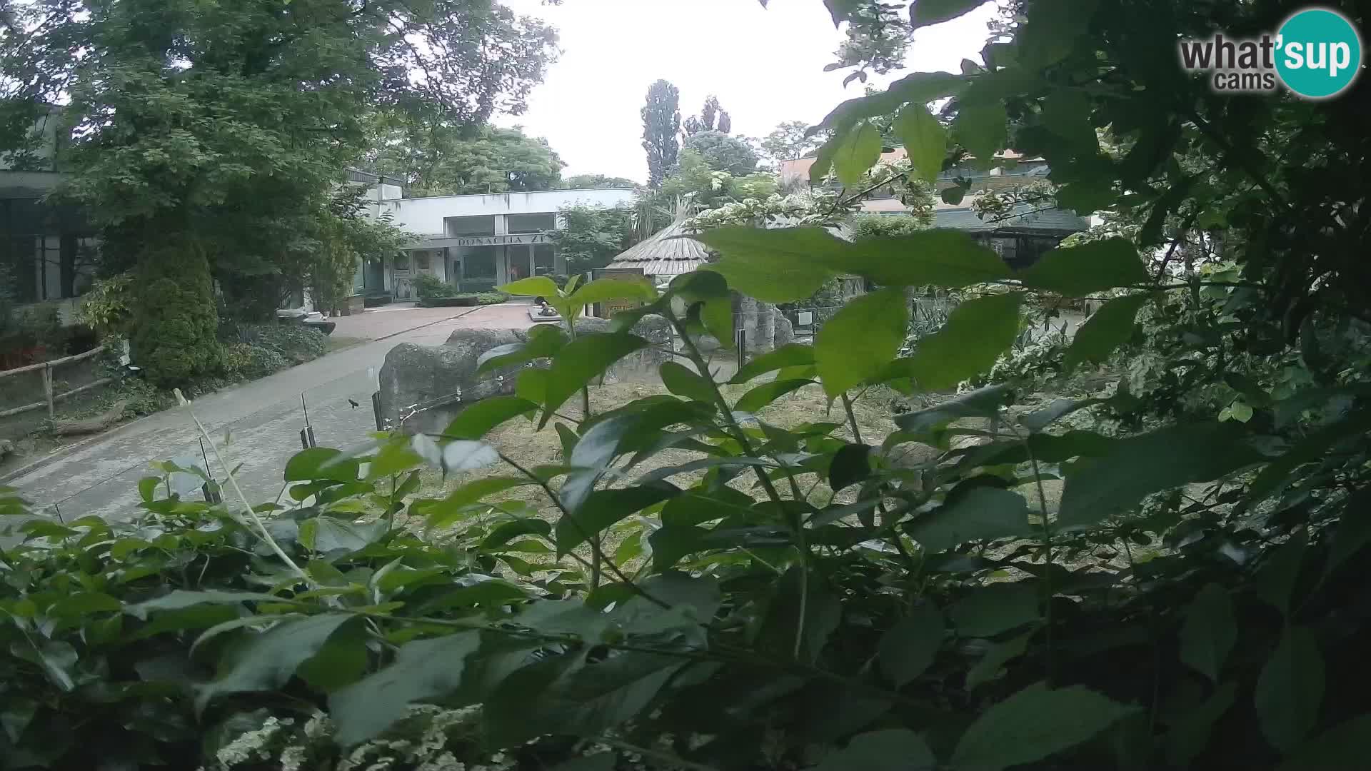 Zoo Zagreb – Merkat
