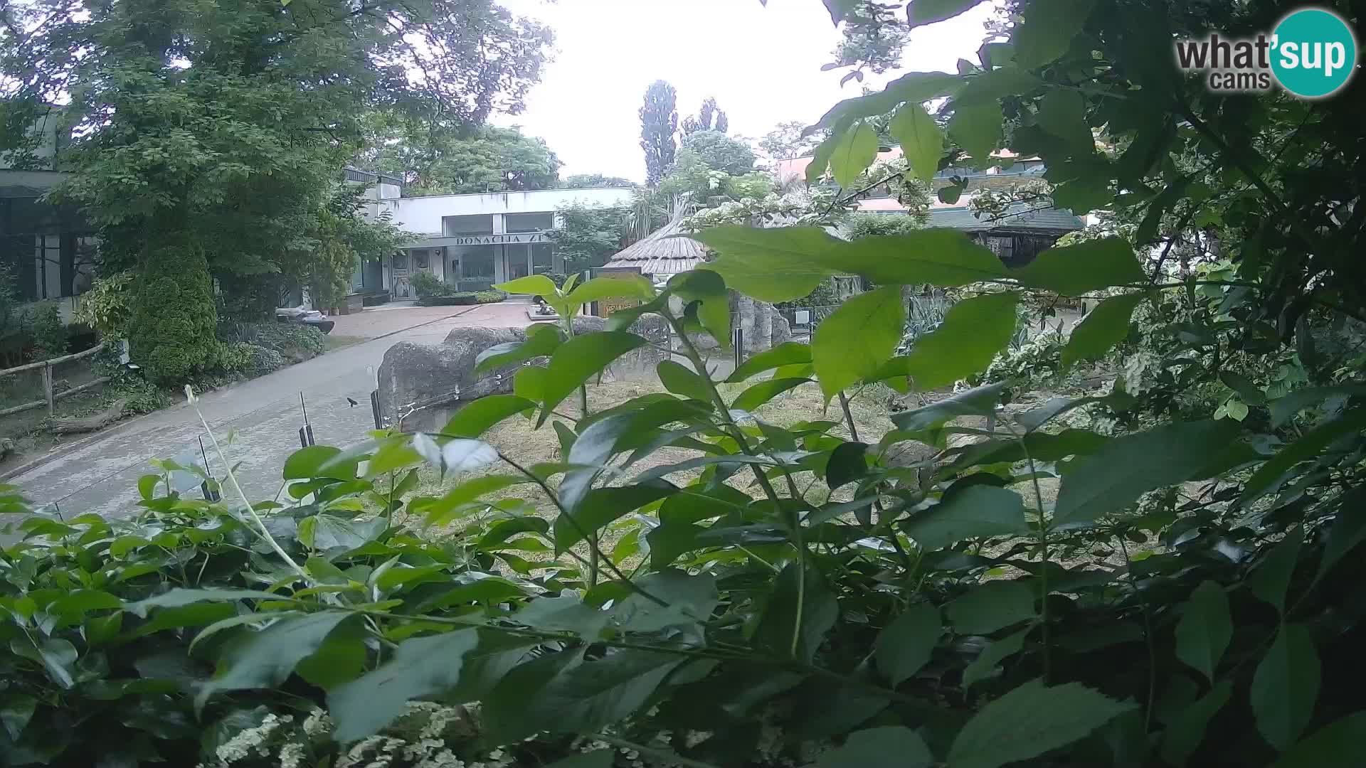 Zoo Zagreb – Suricate
