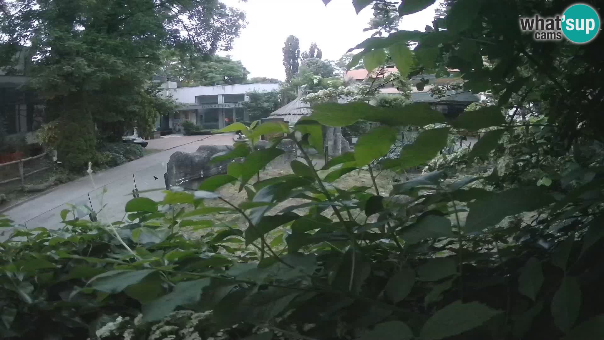 Zoo Zagreb – Surikate