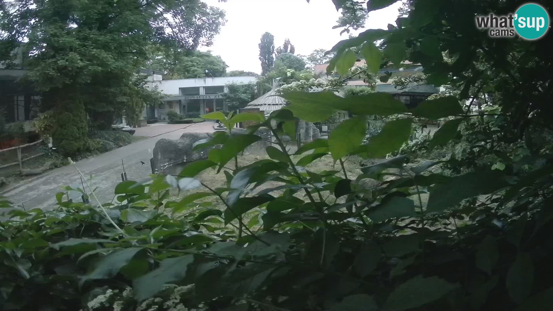 Zoo Zagreb – Merkat
