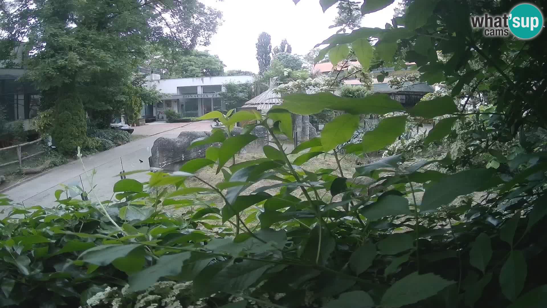 Zoo Zagreb – Merkat