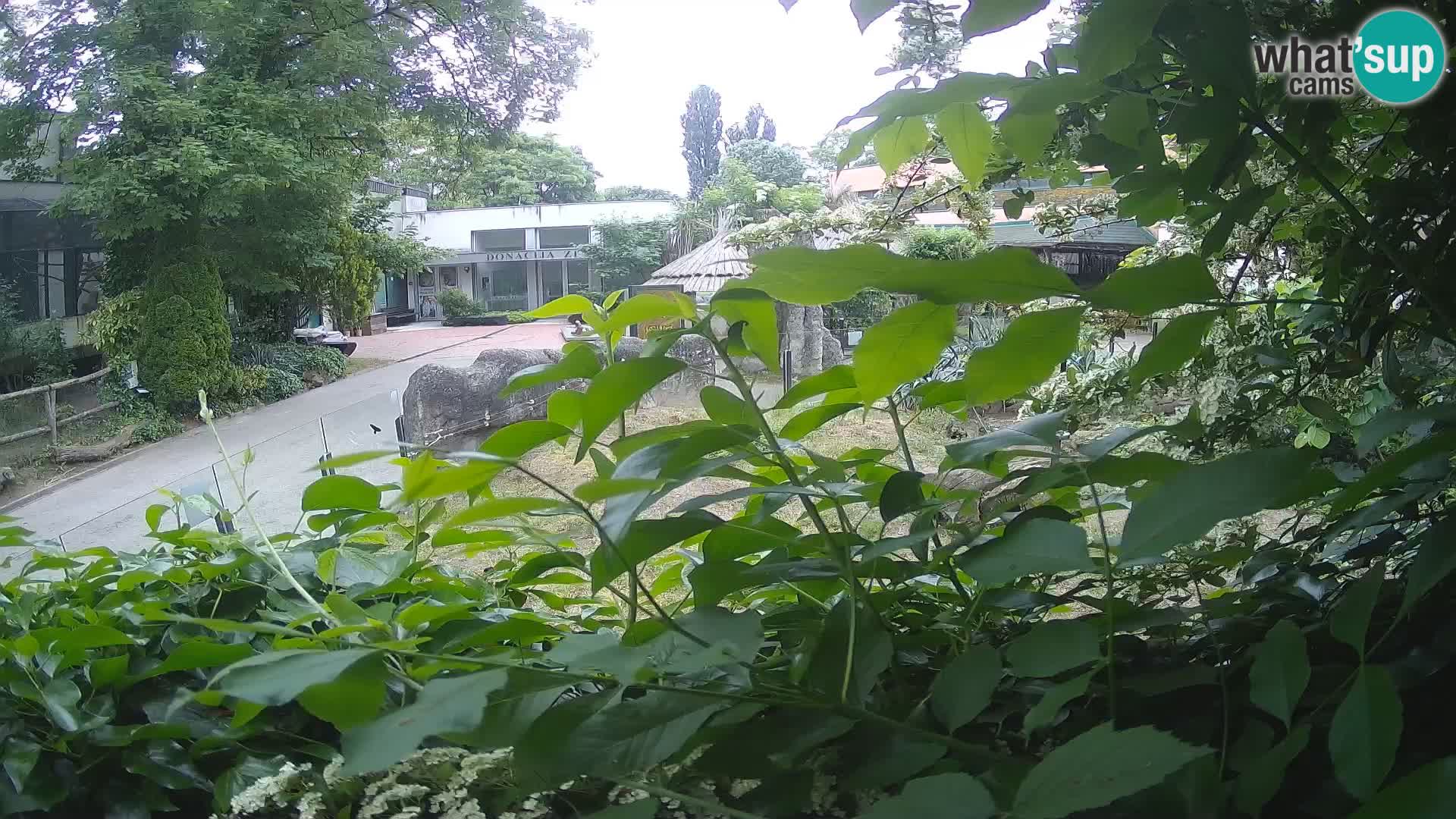 Zoo Zagreb – Surikate