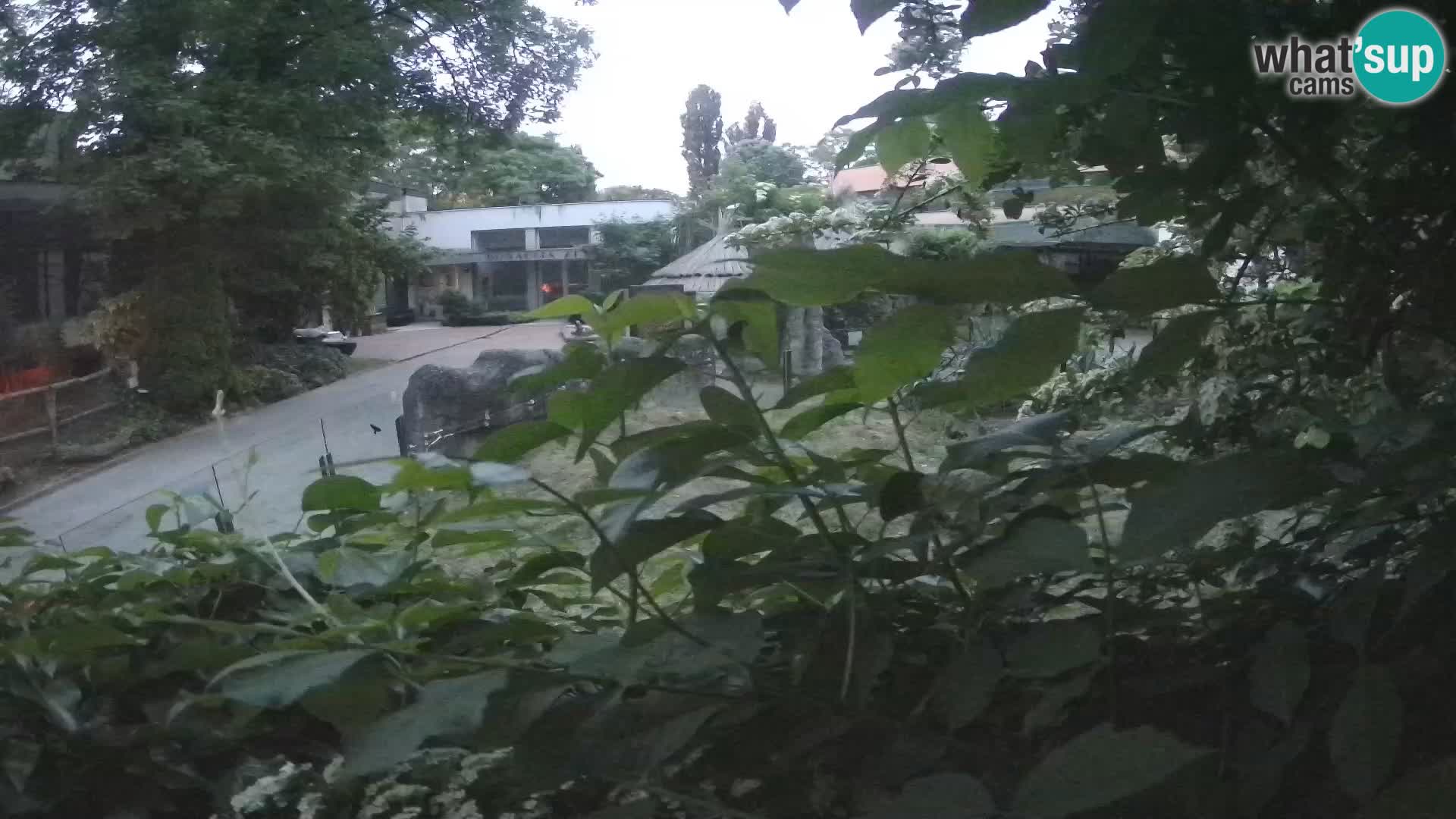 Zoo Zagreb – Surikate
