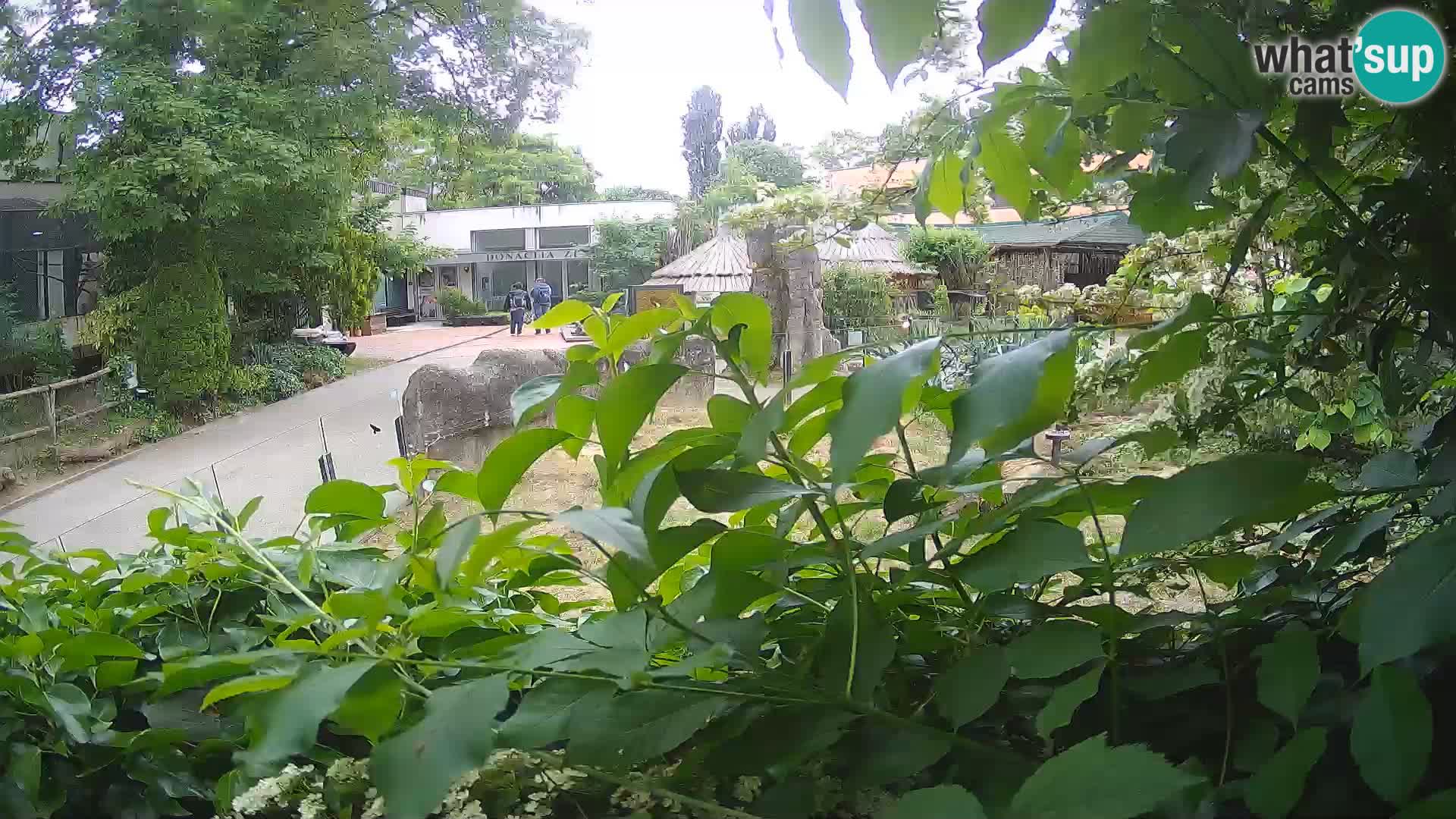 Zoo Zagreb – Meerkat (Suricate)