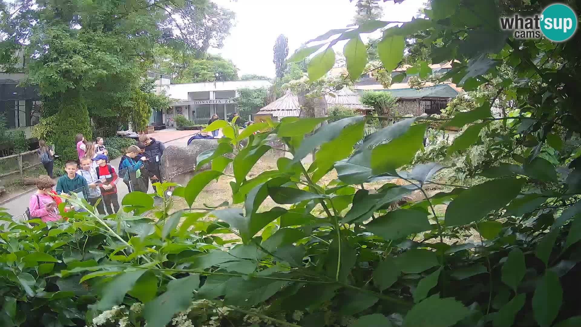 Zoo Zagreb – Surikate