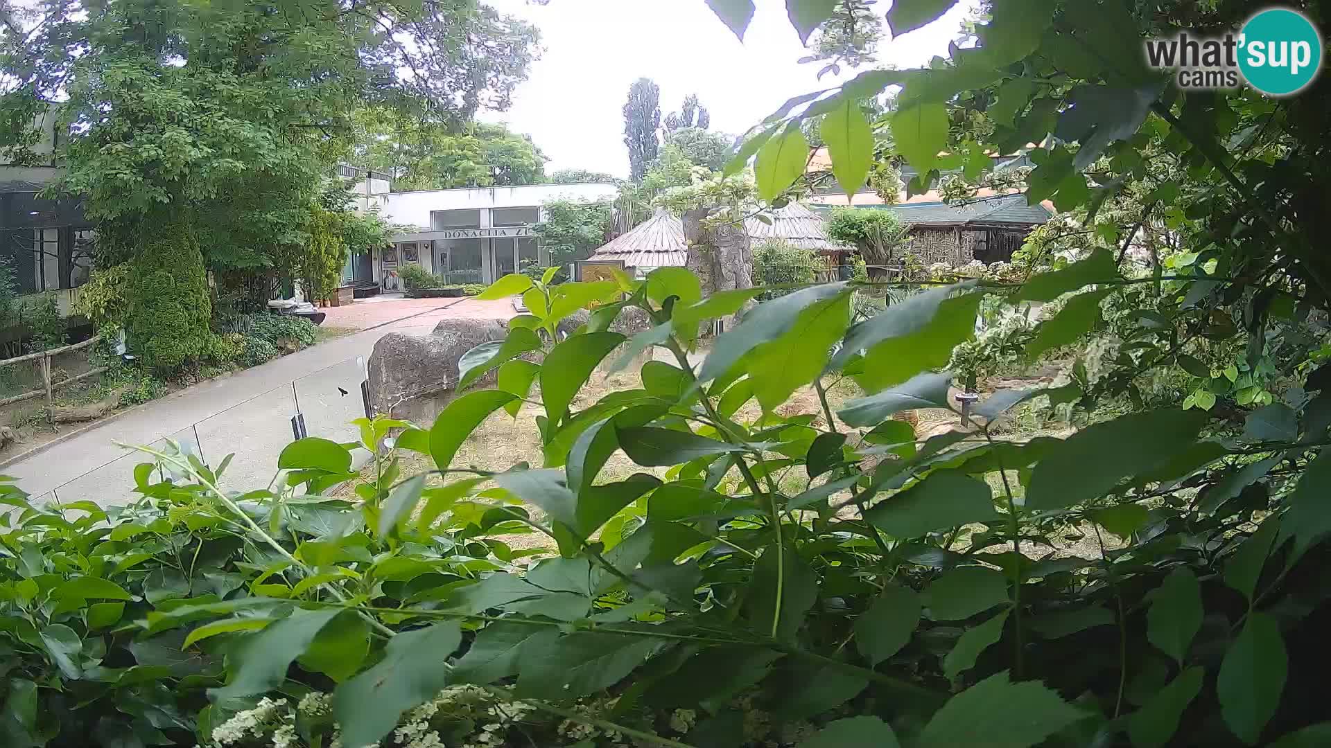 Zoo Zagreb – Surikate