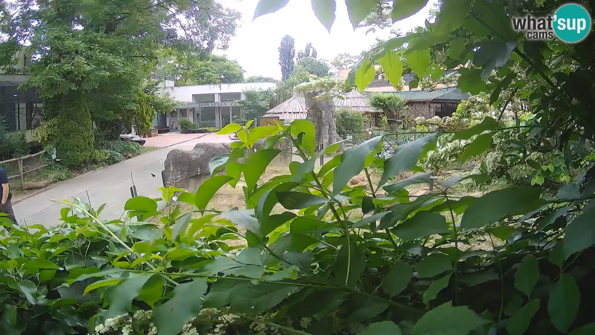 Zoo Zagreb – Merkat