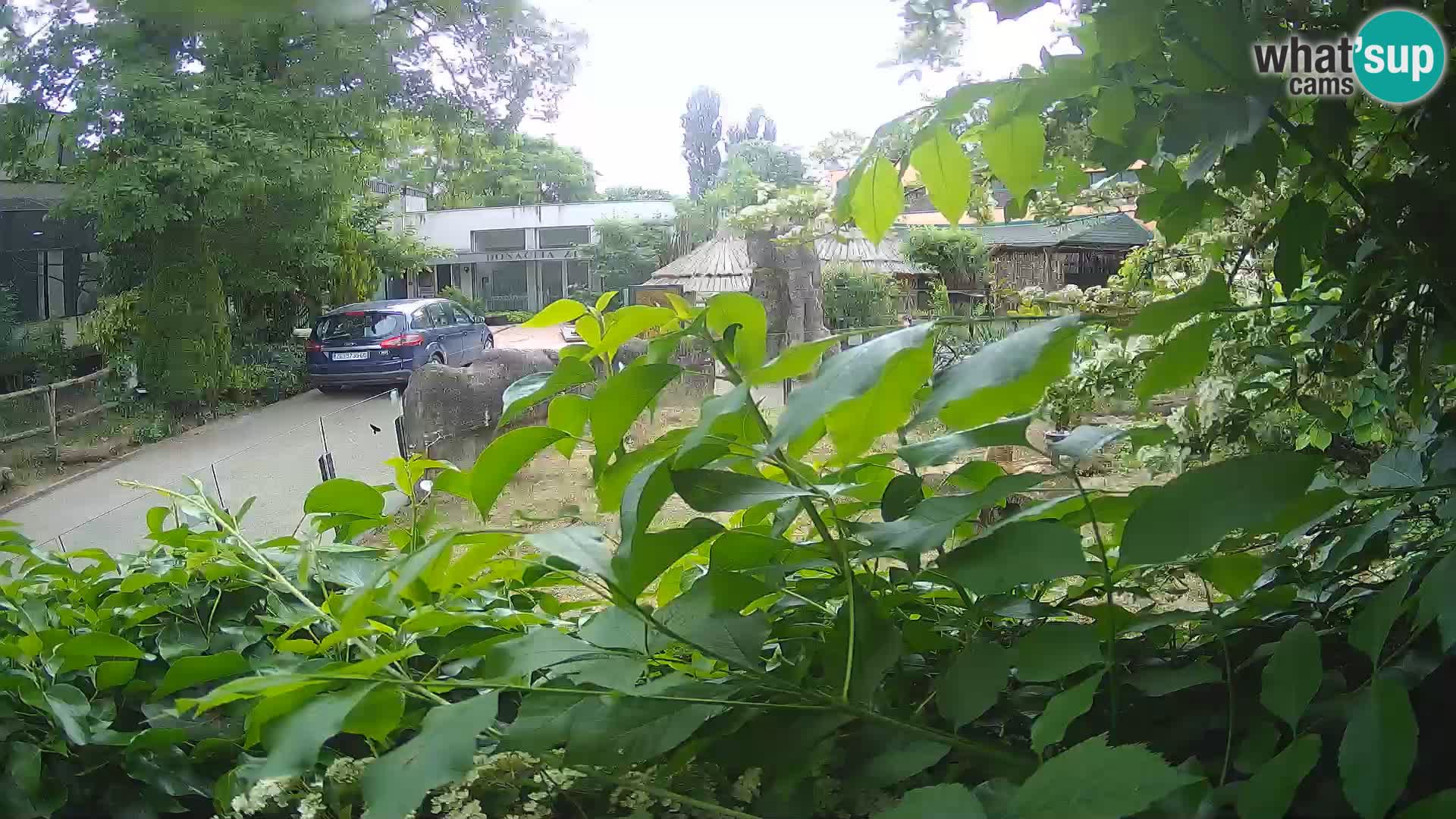 Zoo Zagreb – Surikate