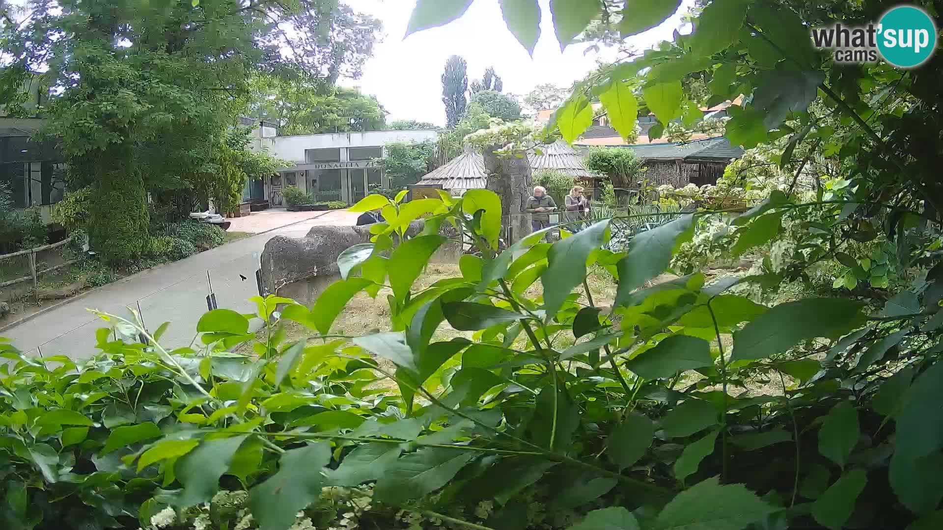 Zoo Zagreb – Merkat
