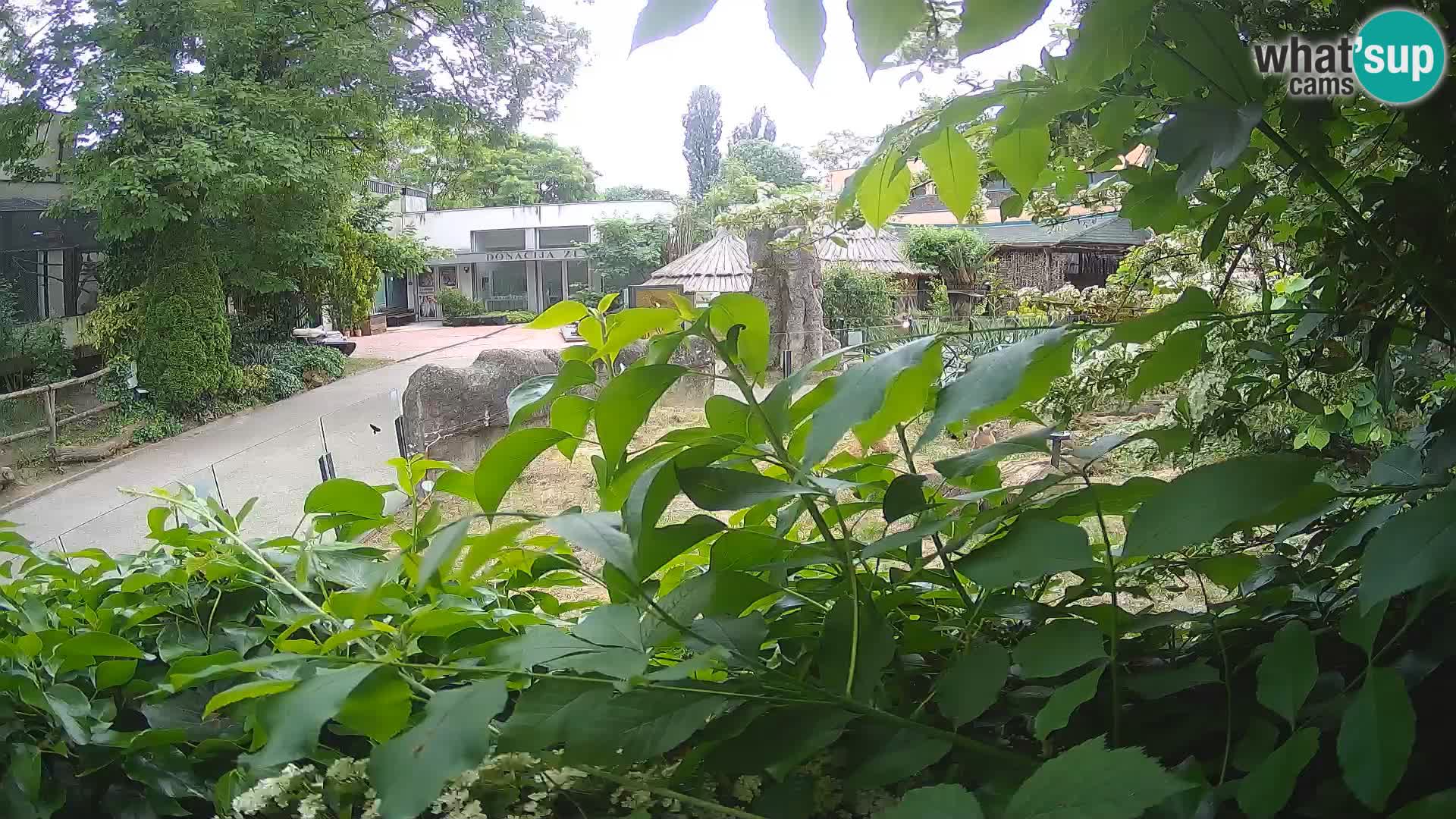 Zoo Zagreb – Merkat