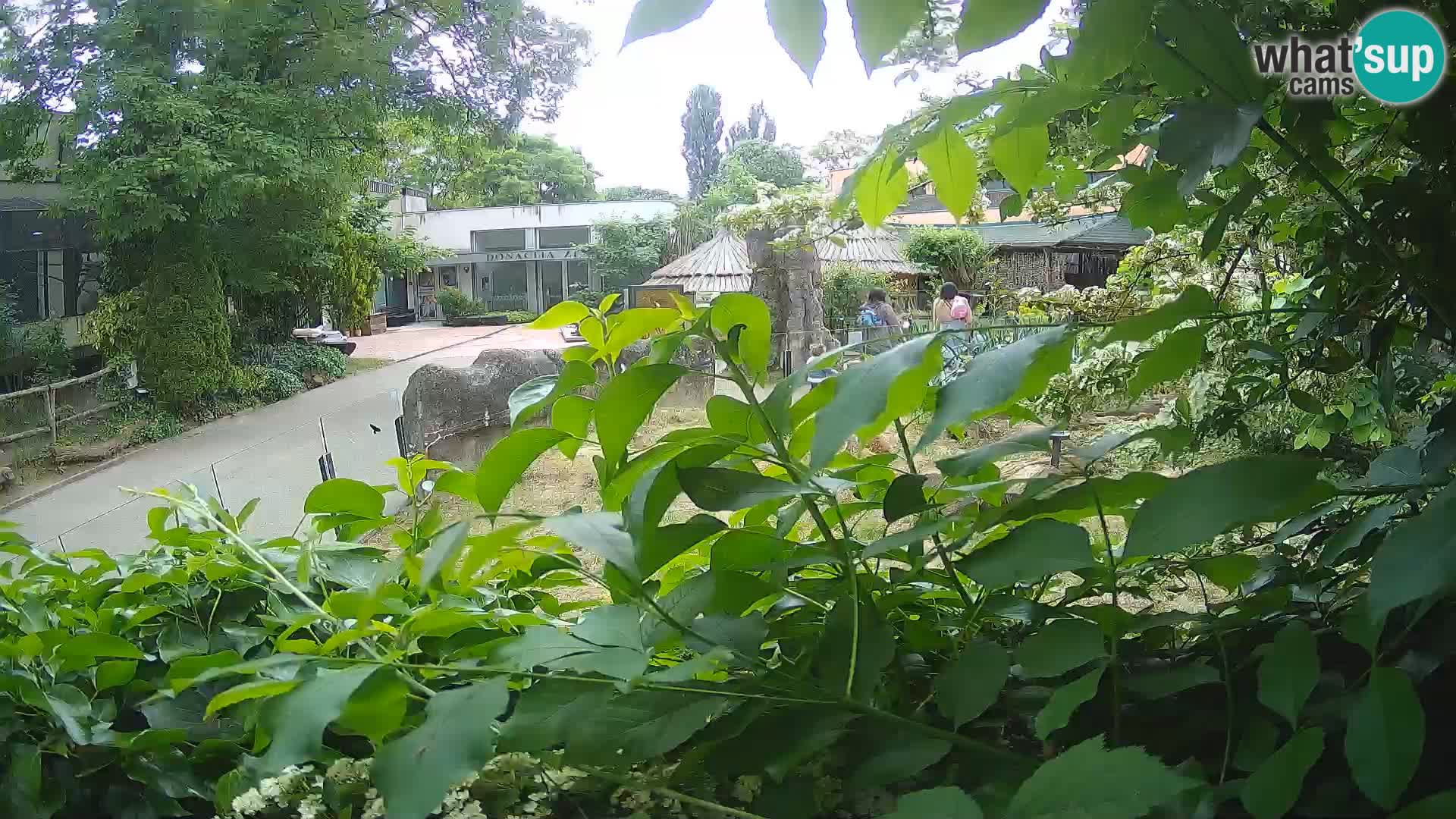 Zoo Zagreb – Surikate