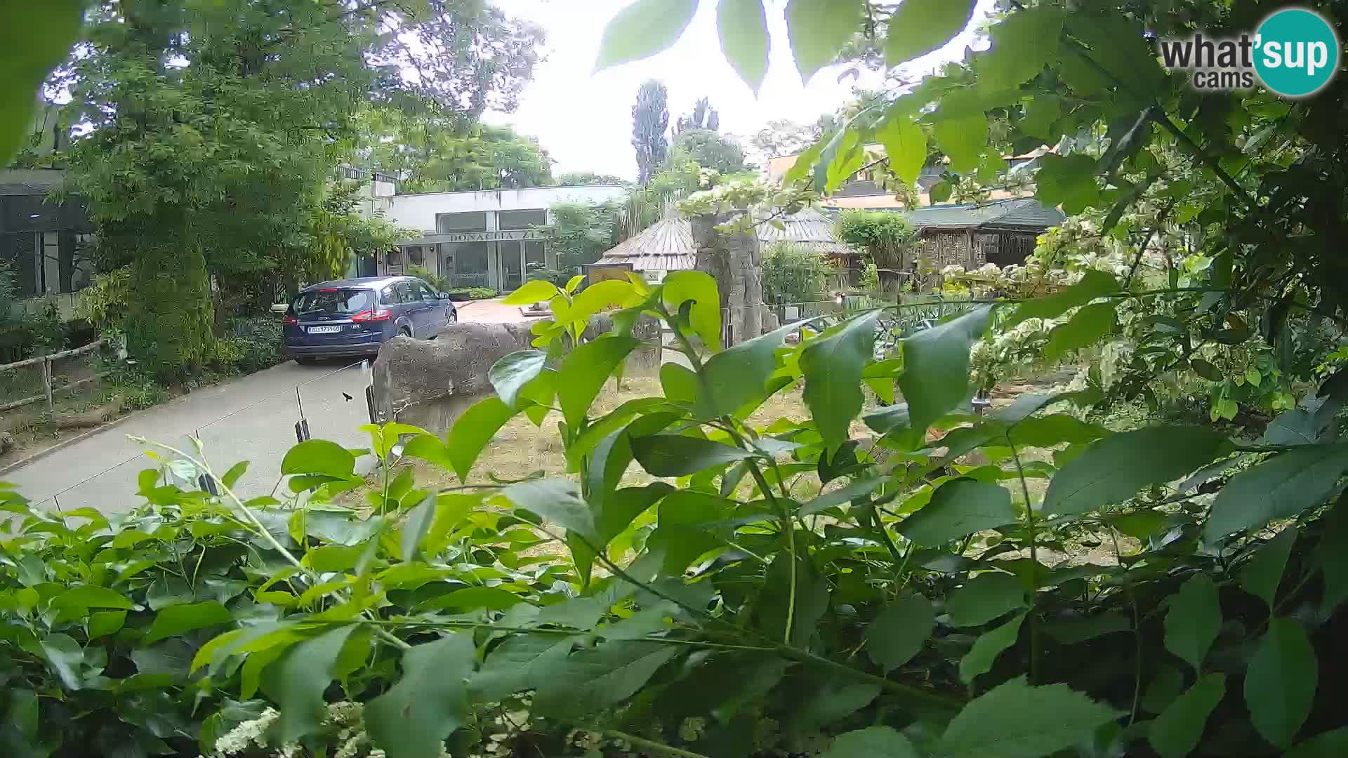 Zoo Zagreb – Suricata