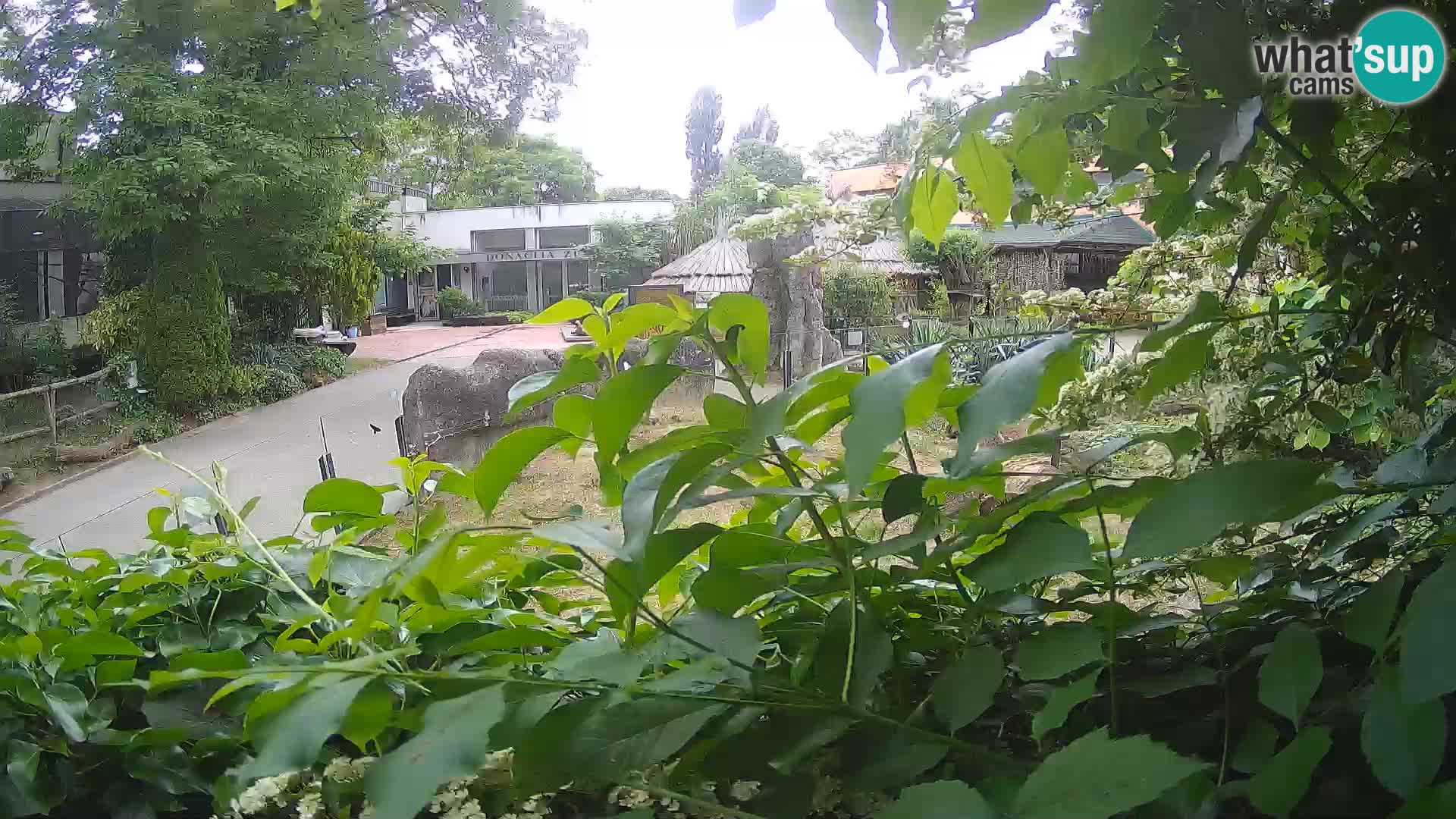 Zoo Zagreb – Surikate