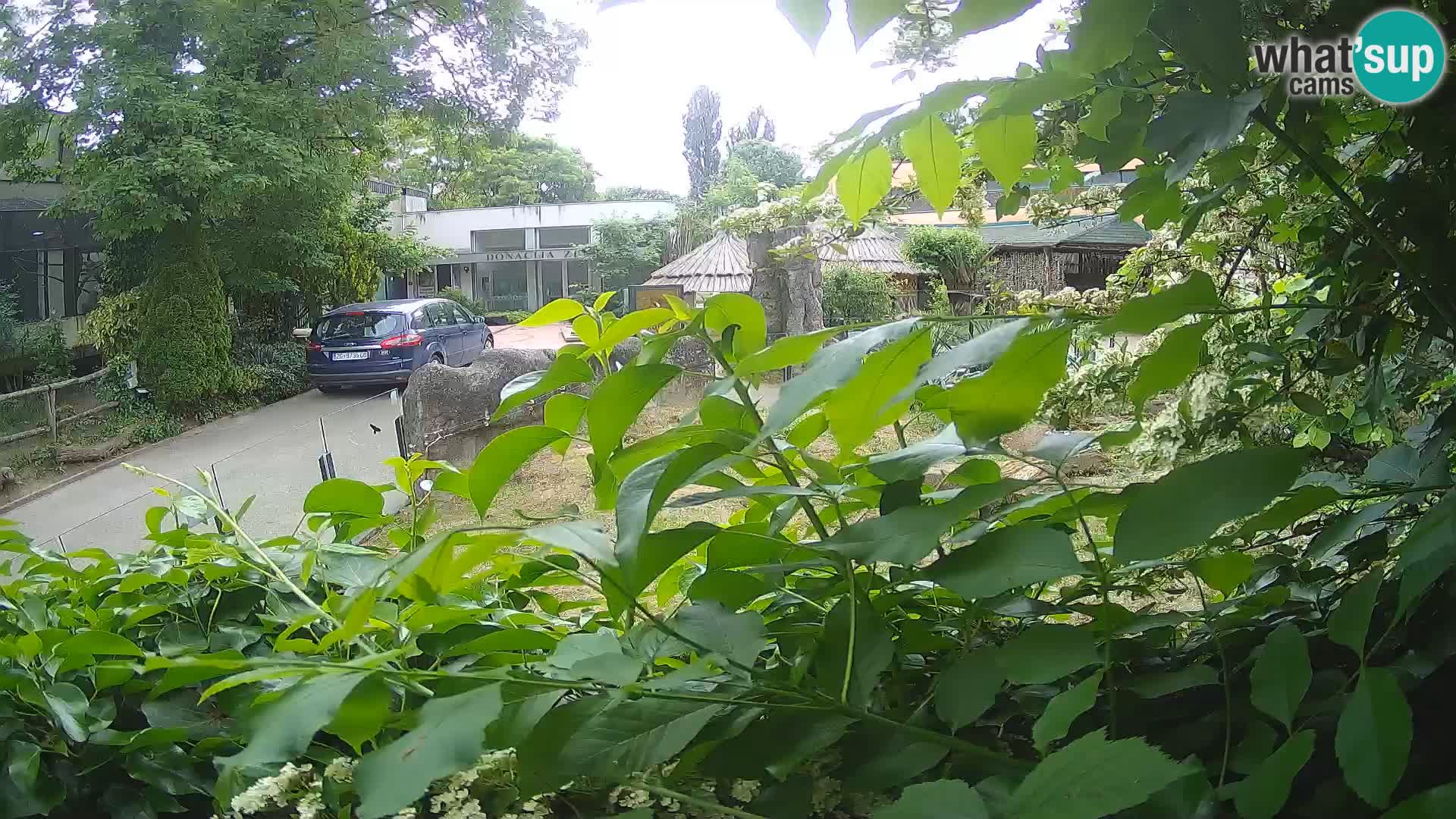 Zoo Zagreb – Erdmännchen